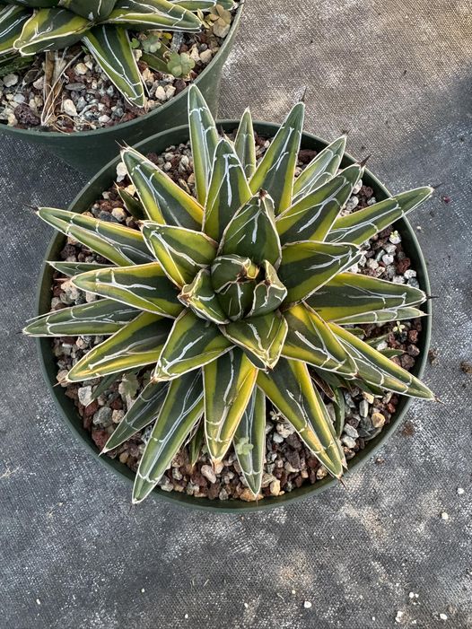 Agave Victoria Reginae 'Golden Princess' 6"