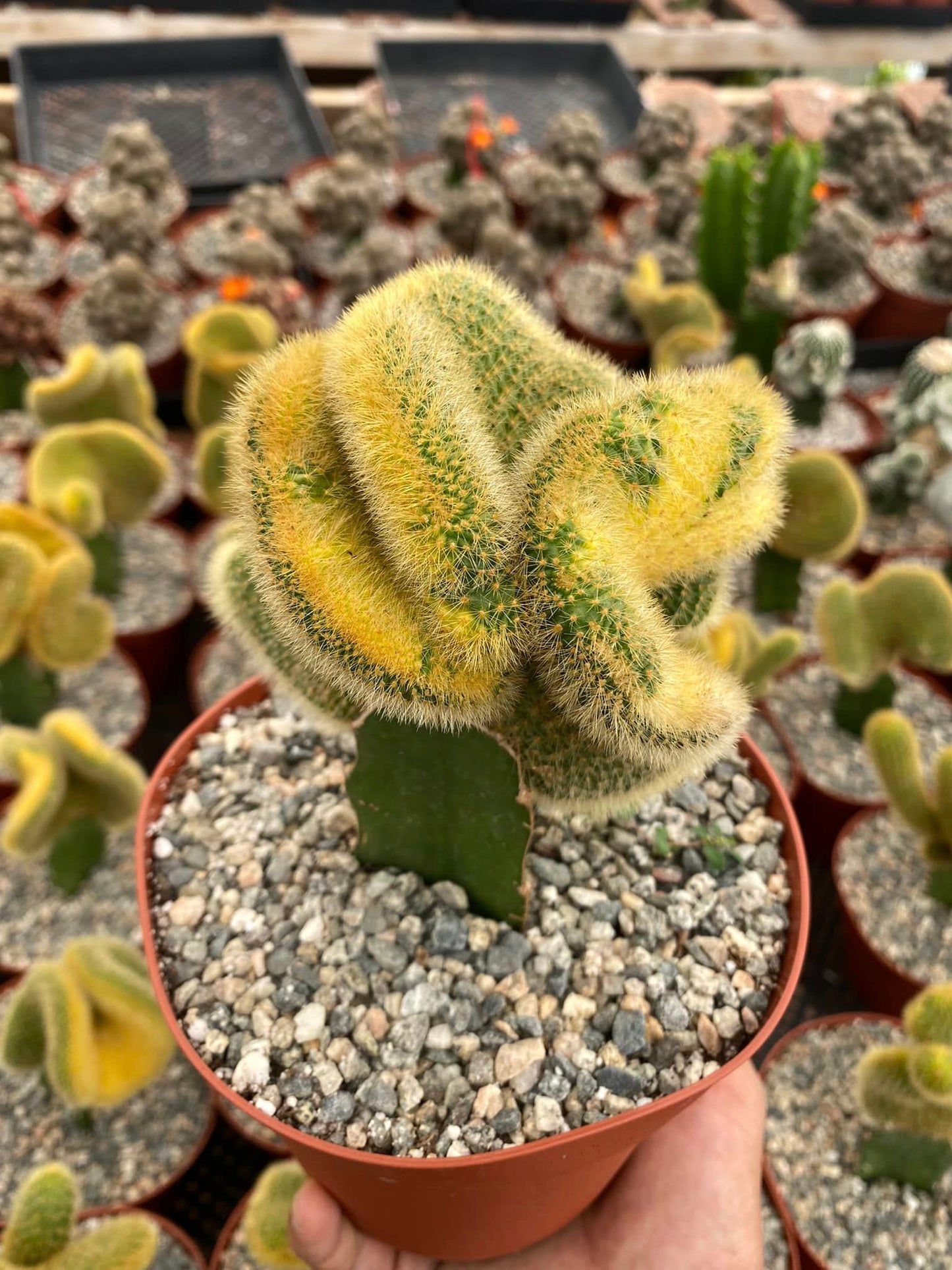 Hildewintera colademonomis cristata variegated 6"