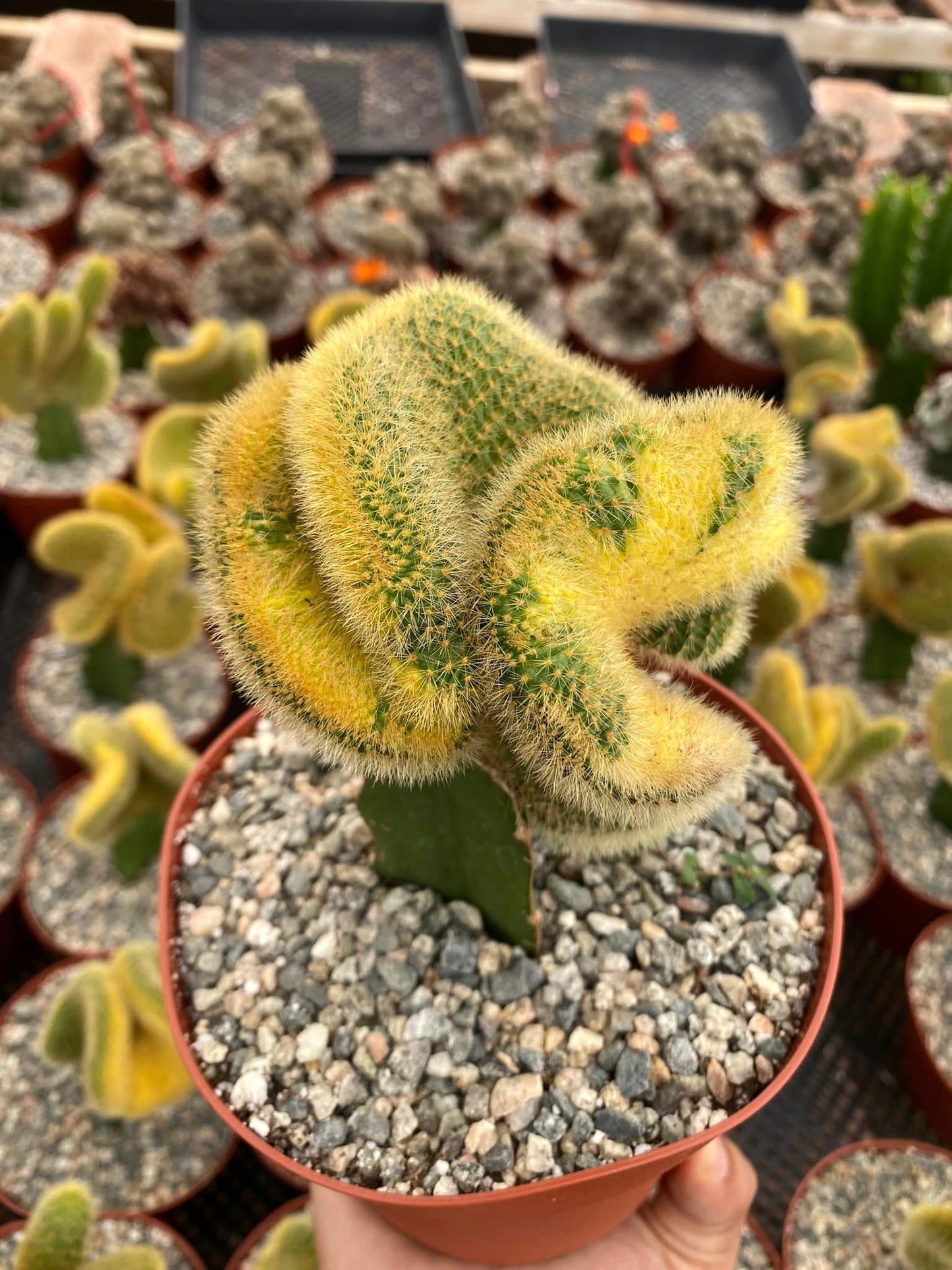 Hildewintera colademonomis cristata variegated 6"