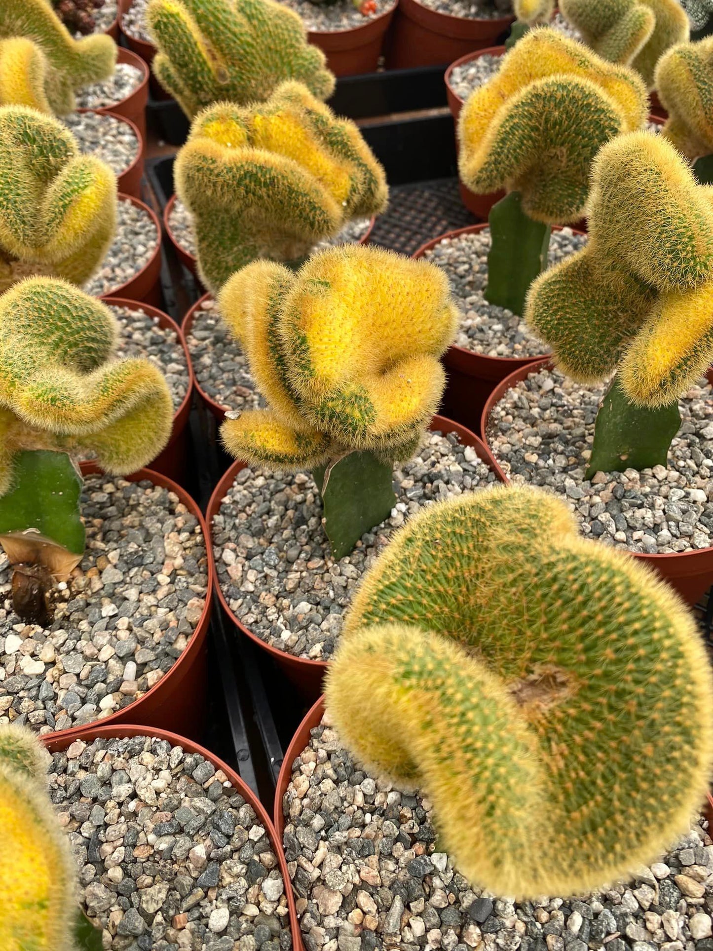 Hildewintera colademonomis cristata variegated 6"
