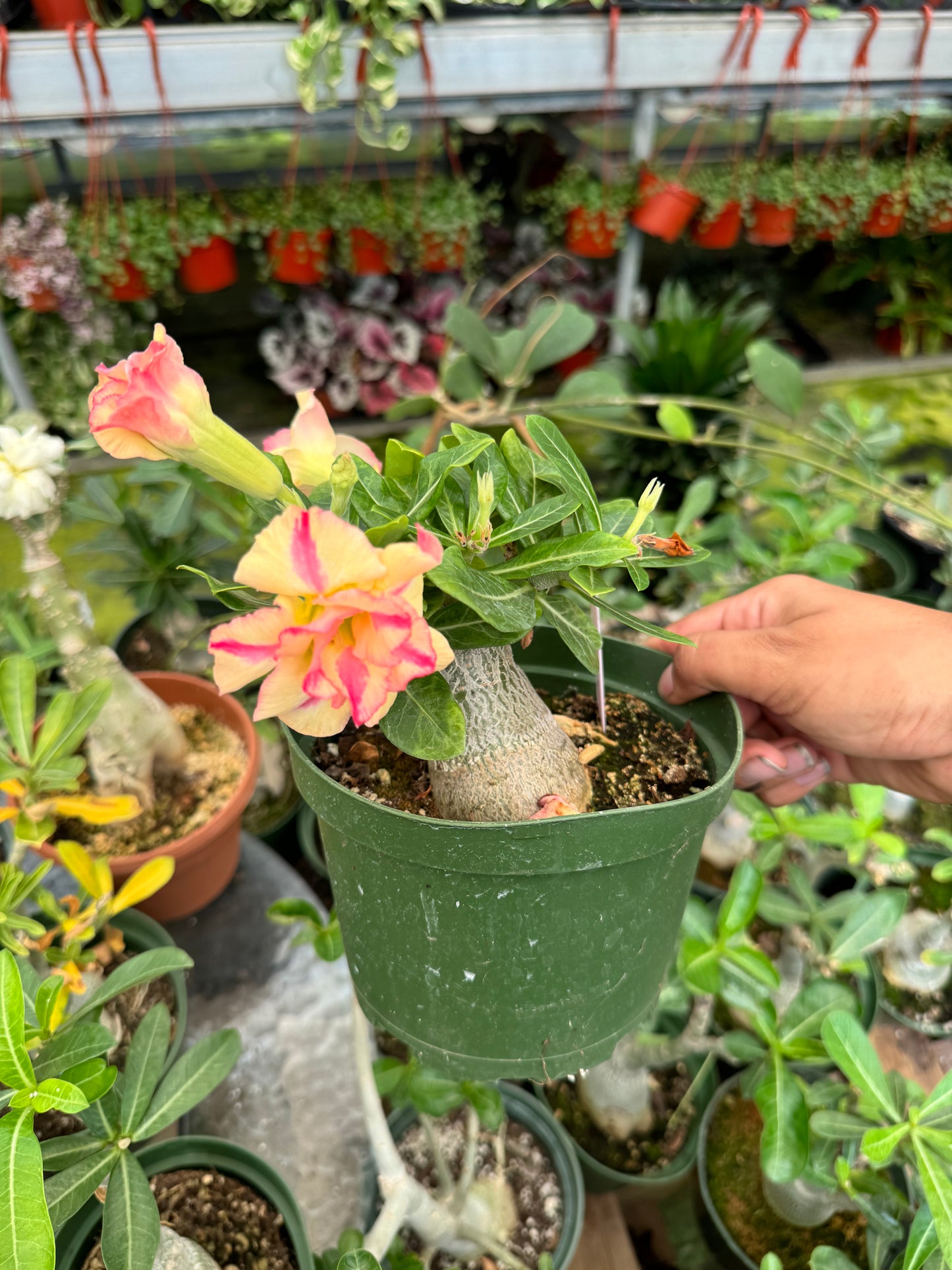 Adenium Arabicum