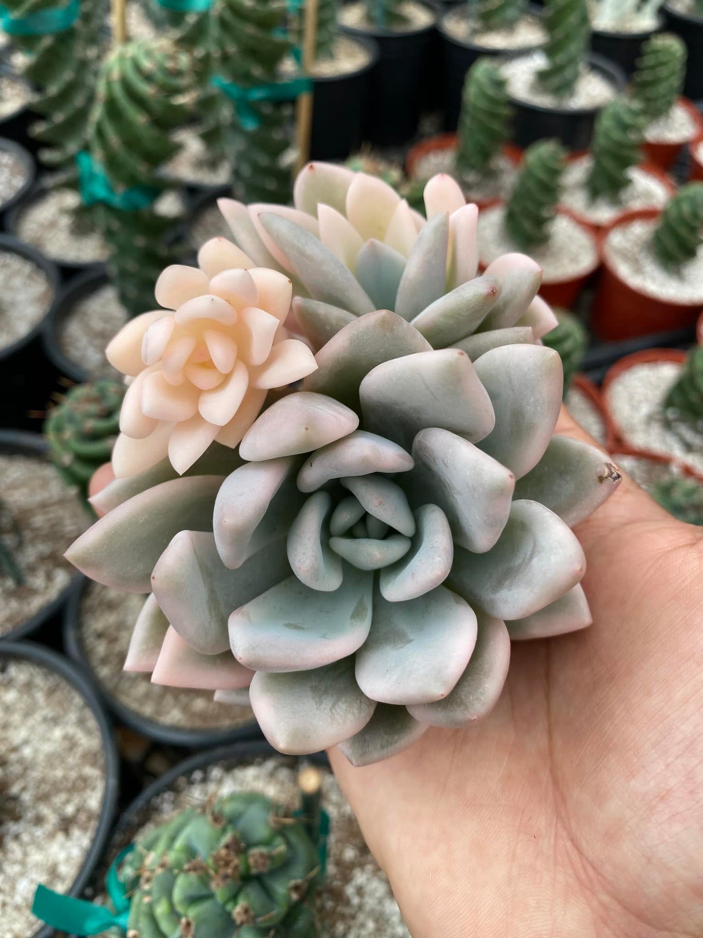 Caja sorpresa con ejemplares Koreanos