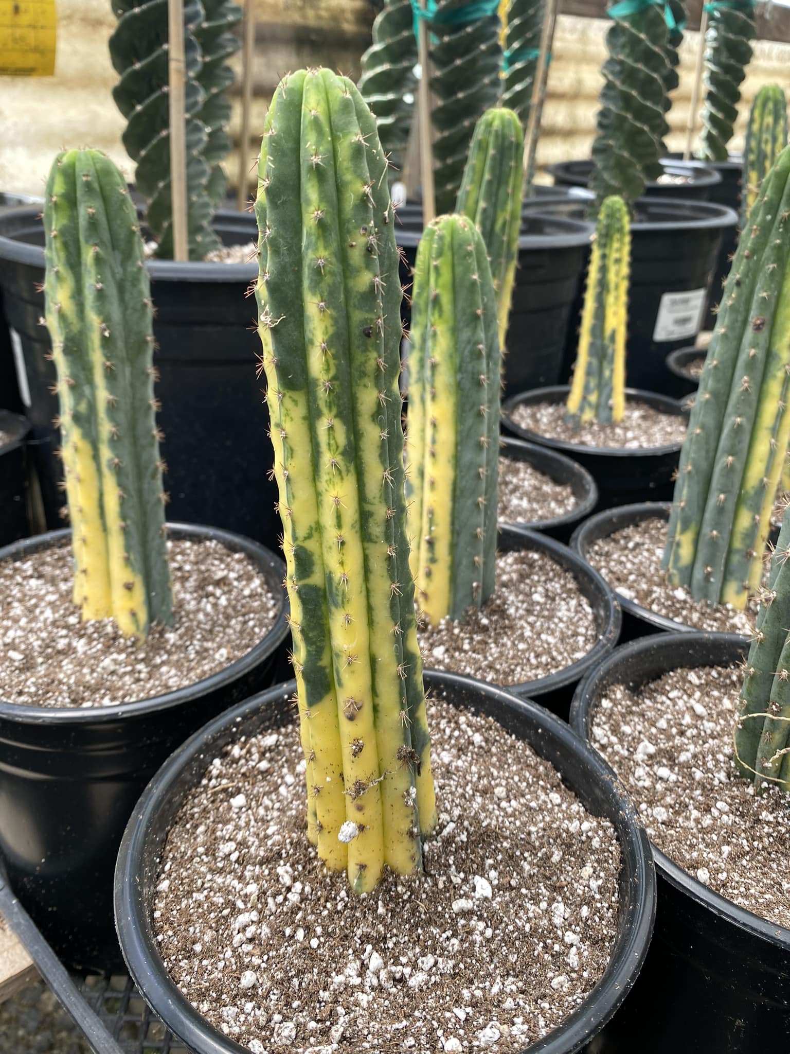 tipos de cactus san pedro San Pedro variegado 25-35cm aprox – TiaJuanas Plants México
