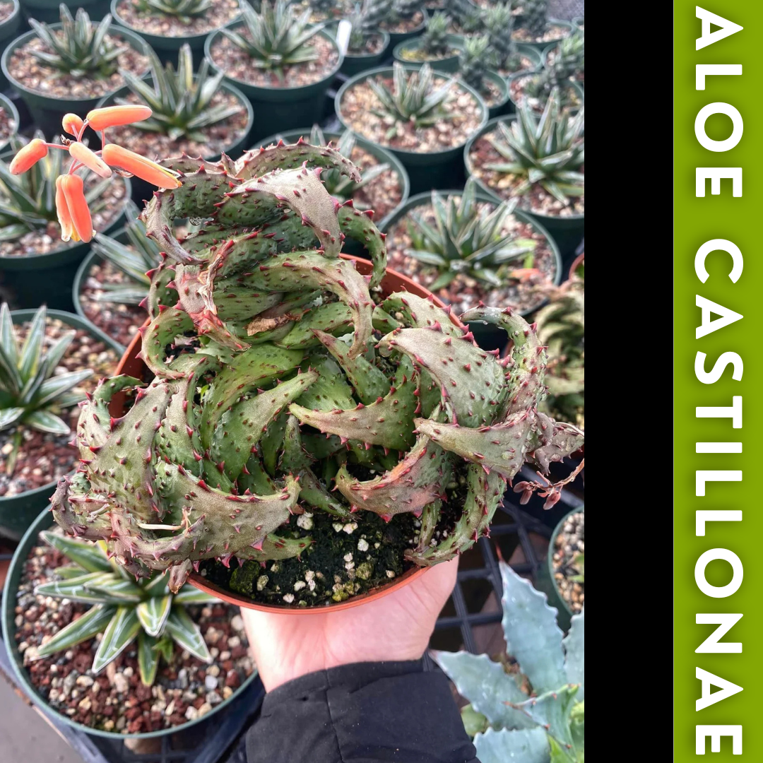 Charola de 12 Aloes Raros