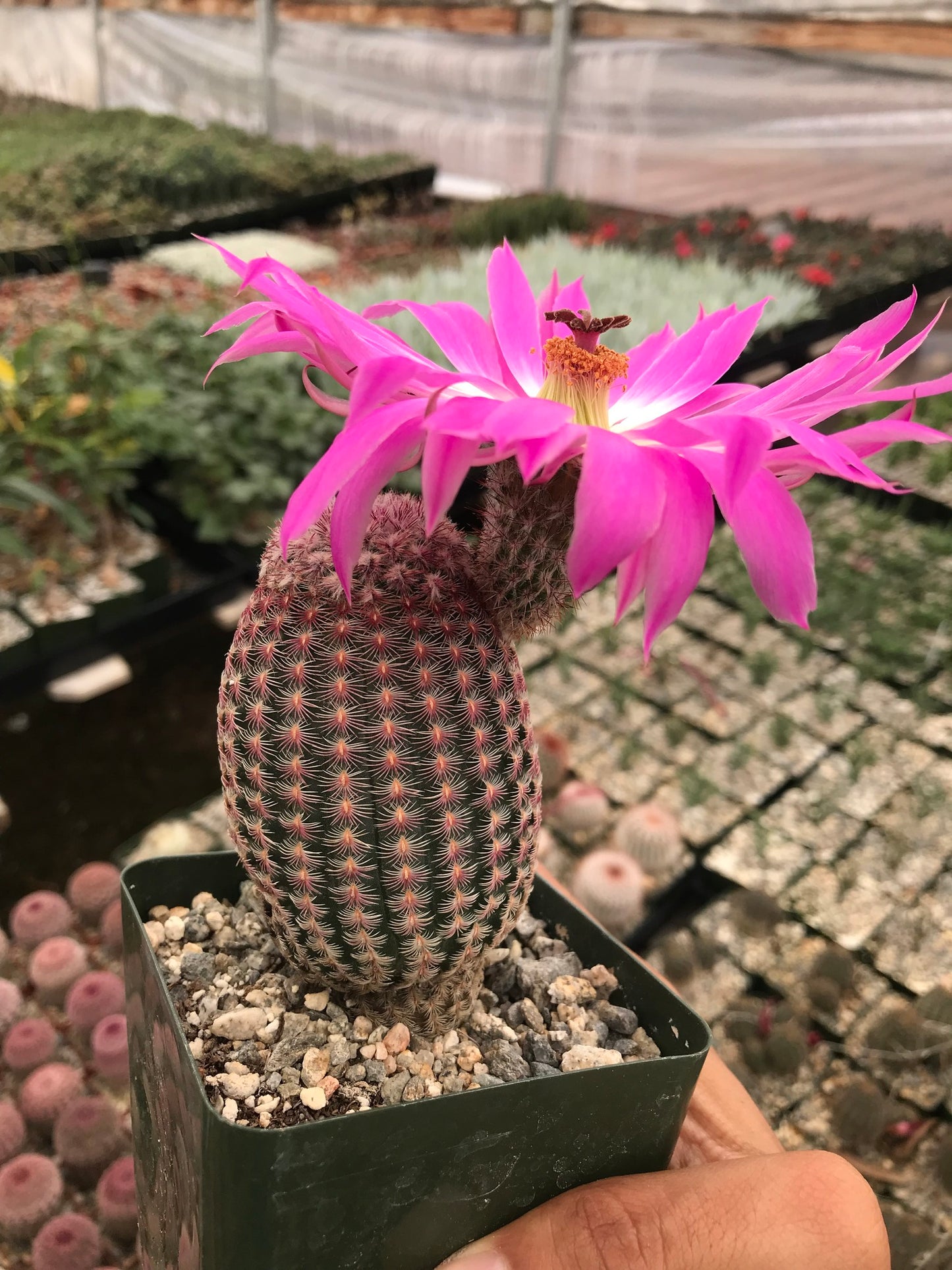 Echinocereus rubispinus