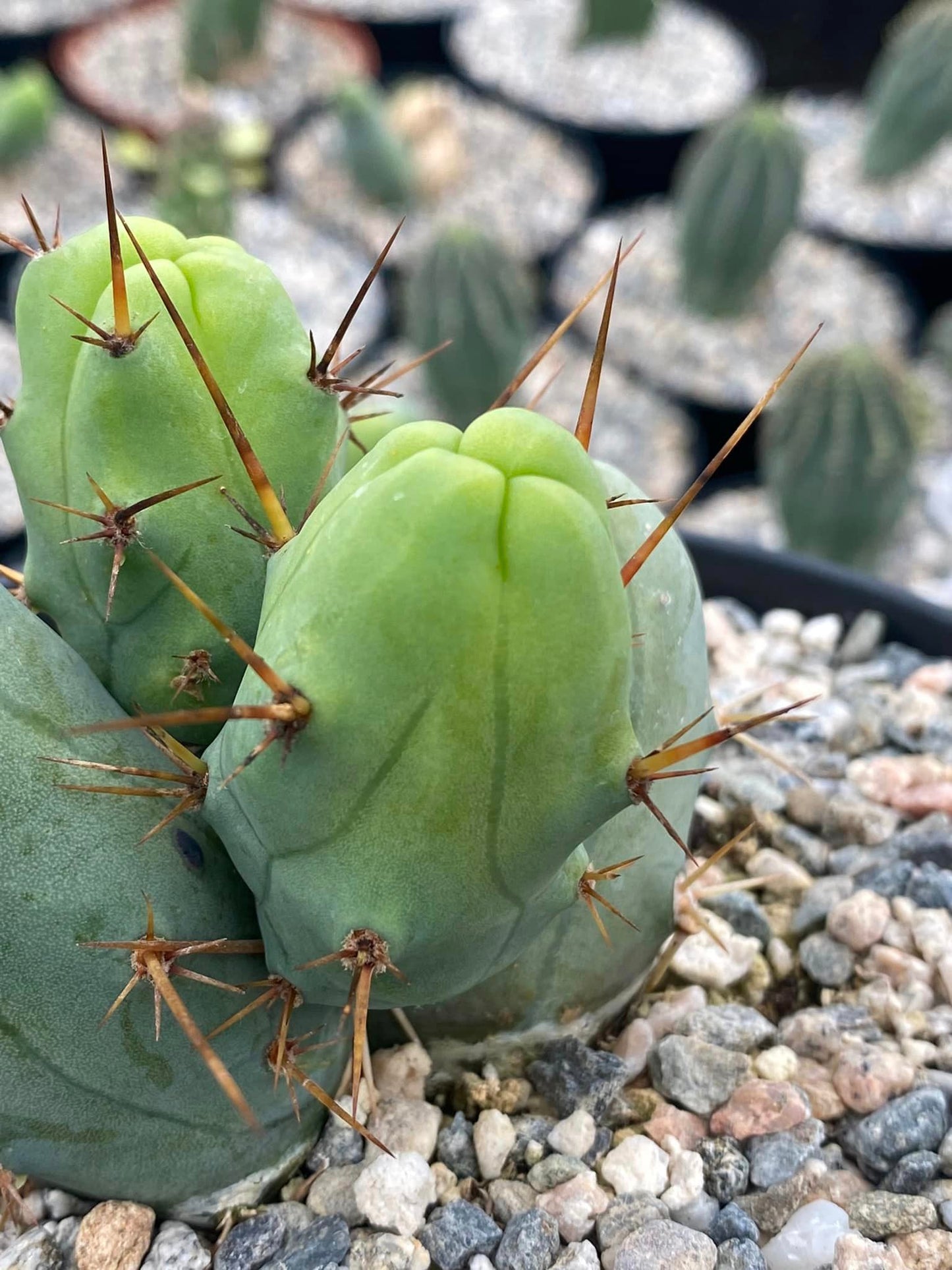 Trichocereus Bridgesii f. Monstruosuso