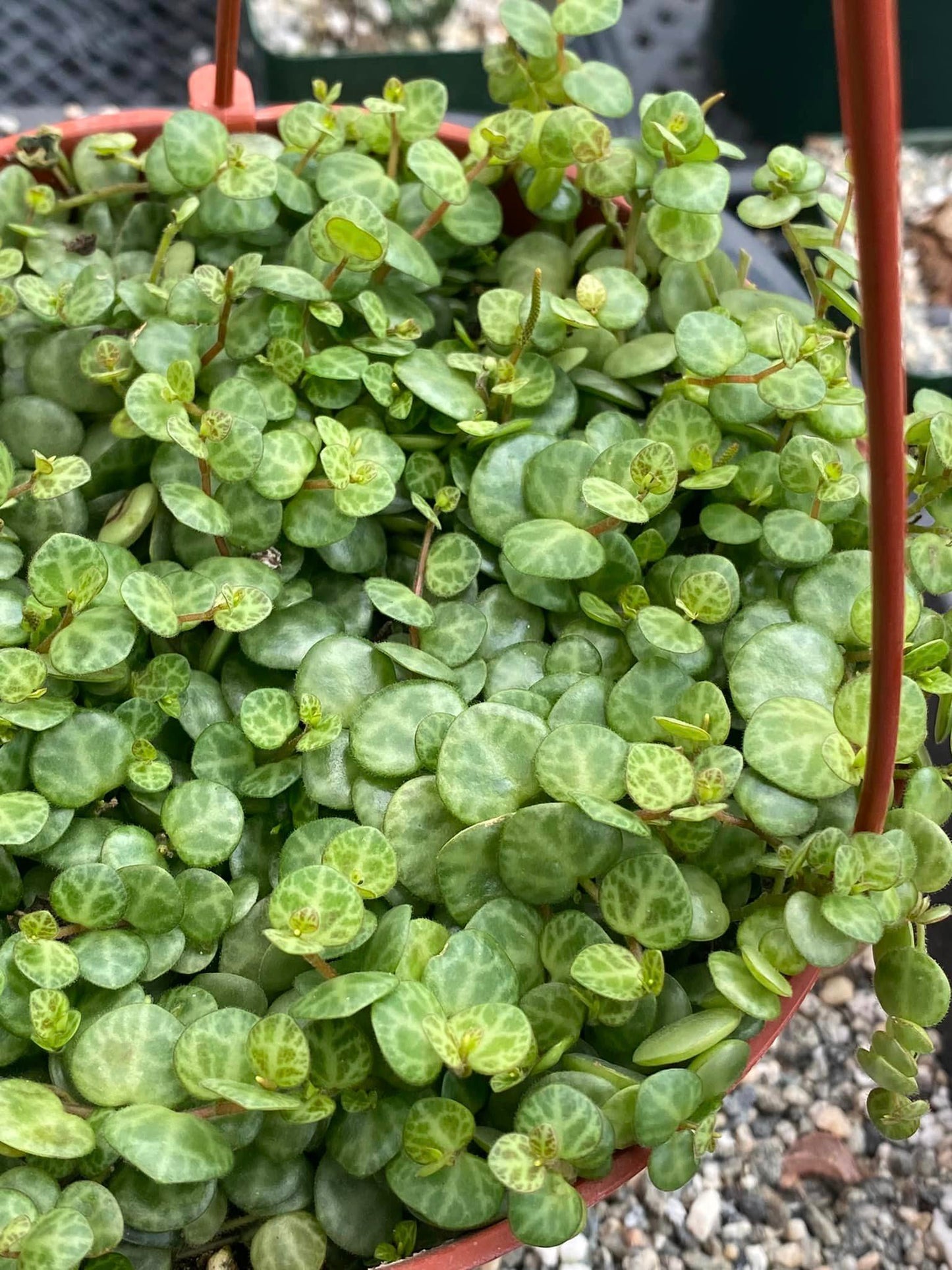 Peperomia prostrata (collar de tortugas) 4"