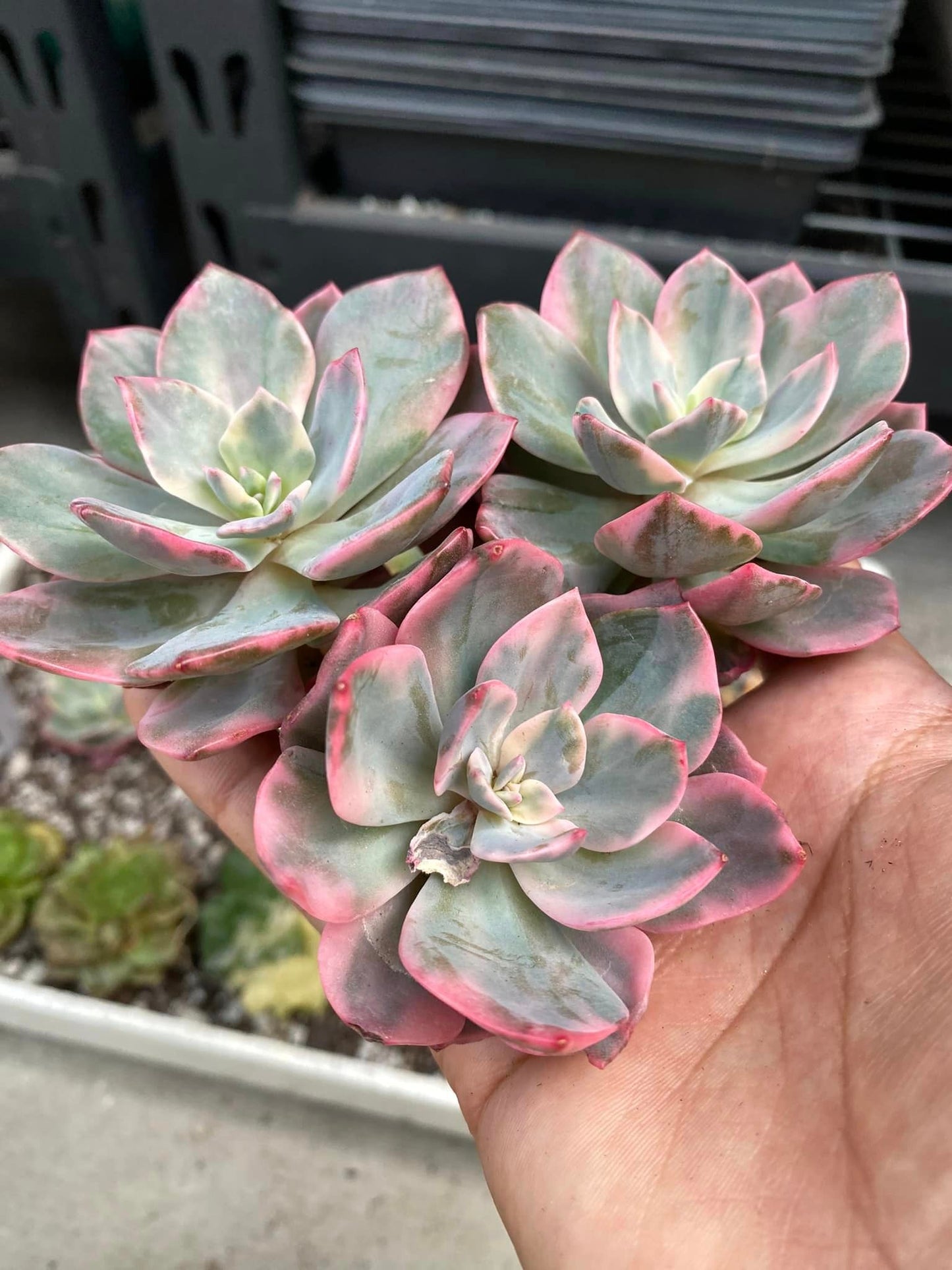 Echeveria pink harin variegada