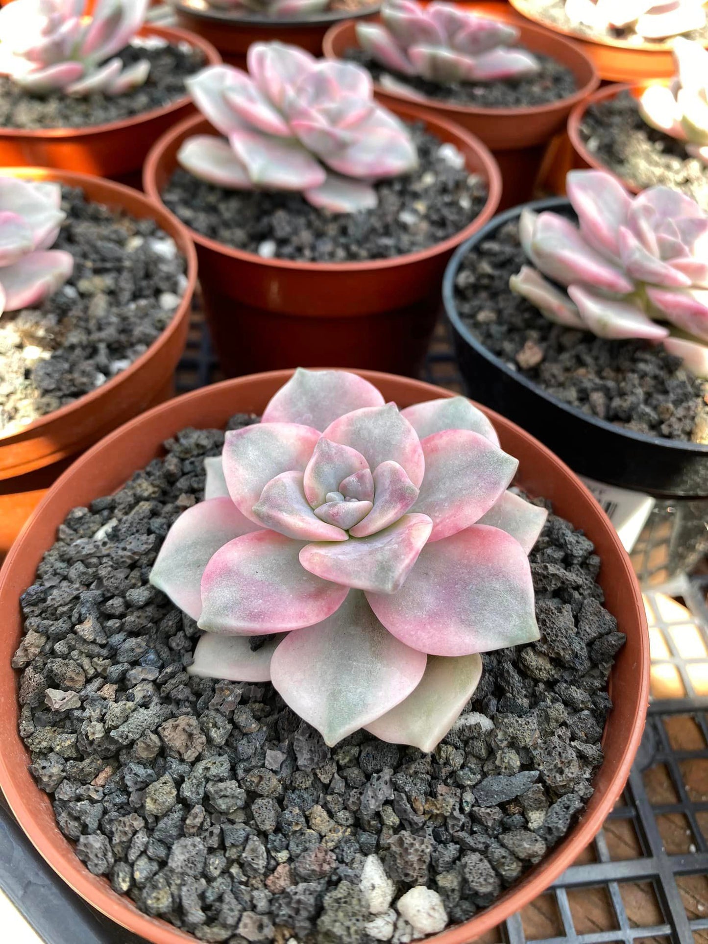 Graptopetalum purple delight variegado ( 1 head)