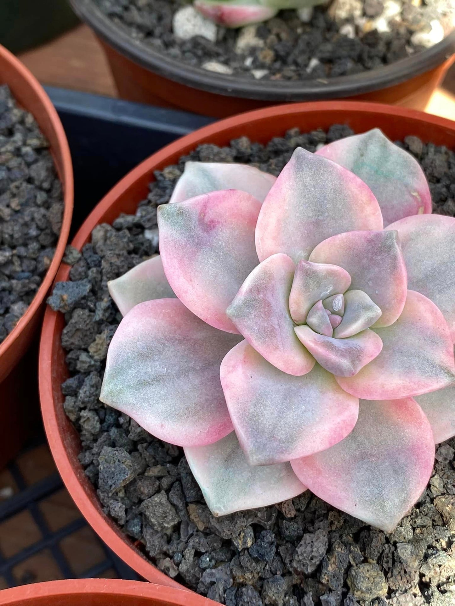 Graptopetalum purple delight variegado ( 1 head)