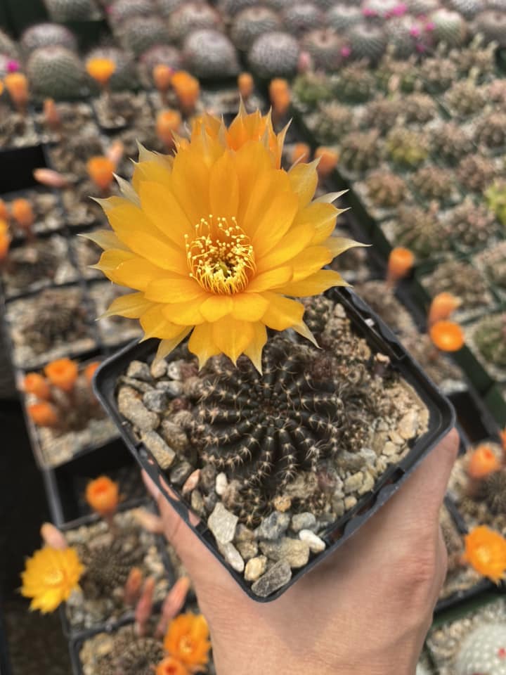 Lobivia Arachnacantha