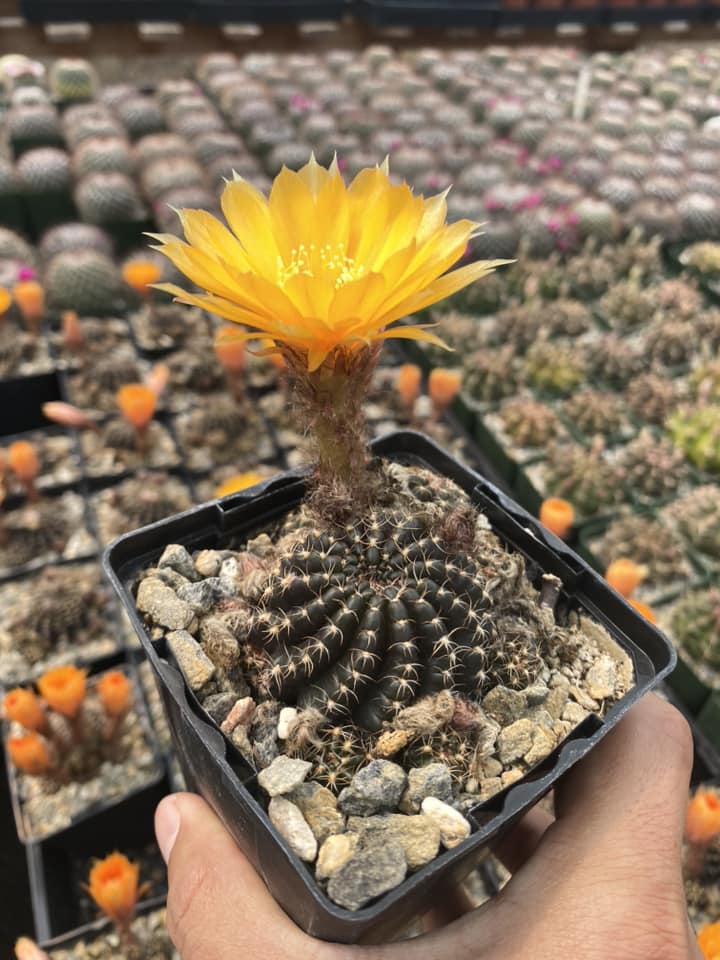 Lobivia Arachnacantha