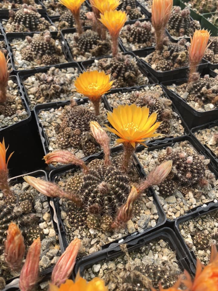 Lobivia Arachnacantha