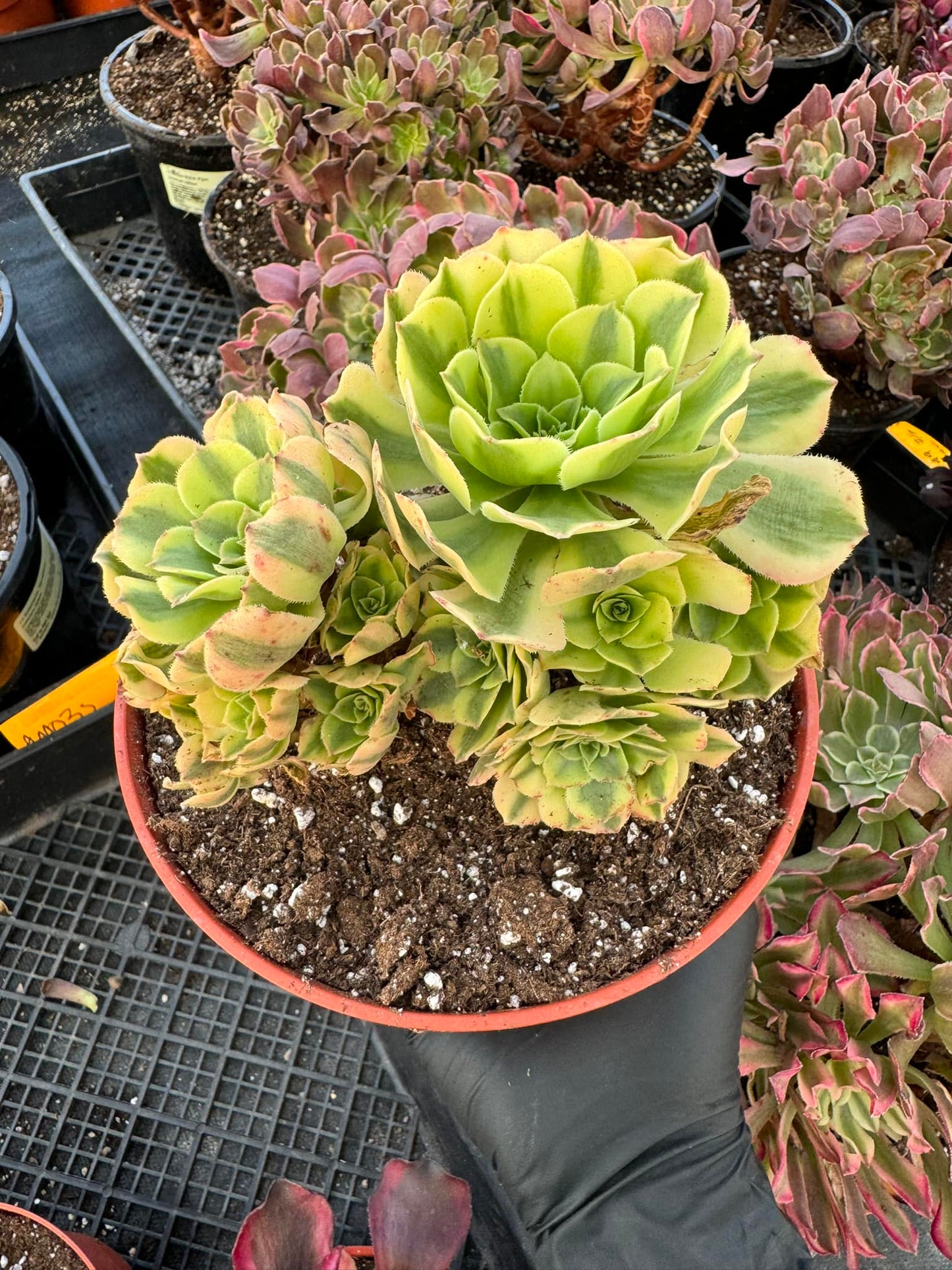 Aeonium golden jade
