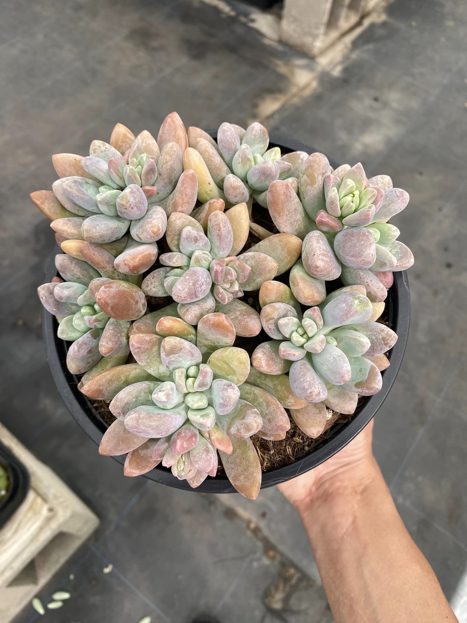 blue giant succulent graptosedum Graptosedum blue giant – TiaJuanas Plants México