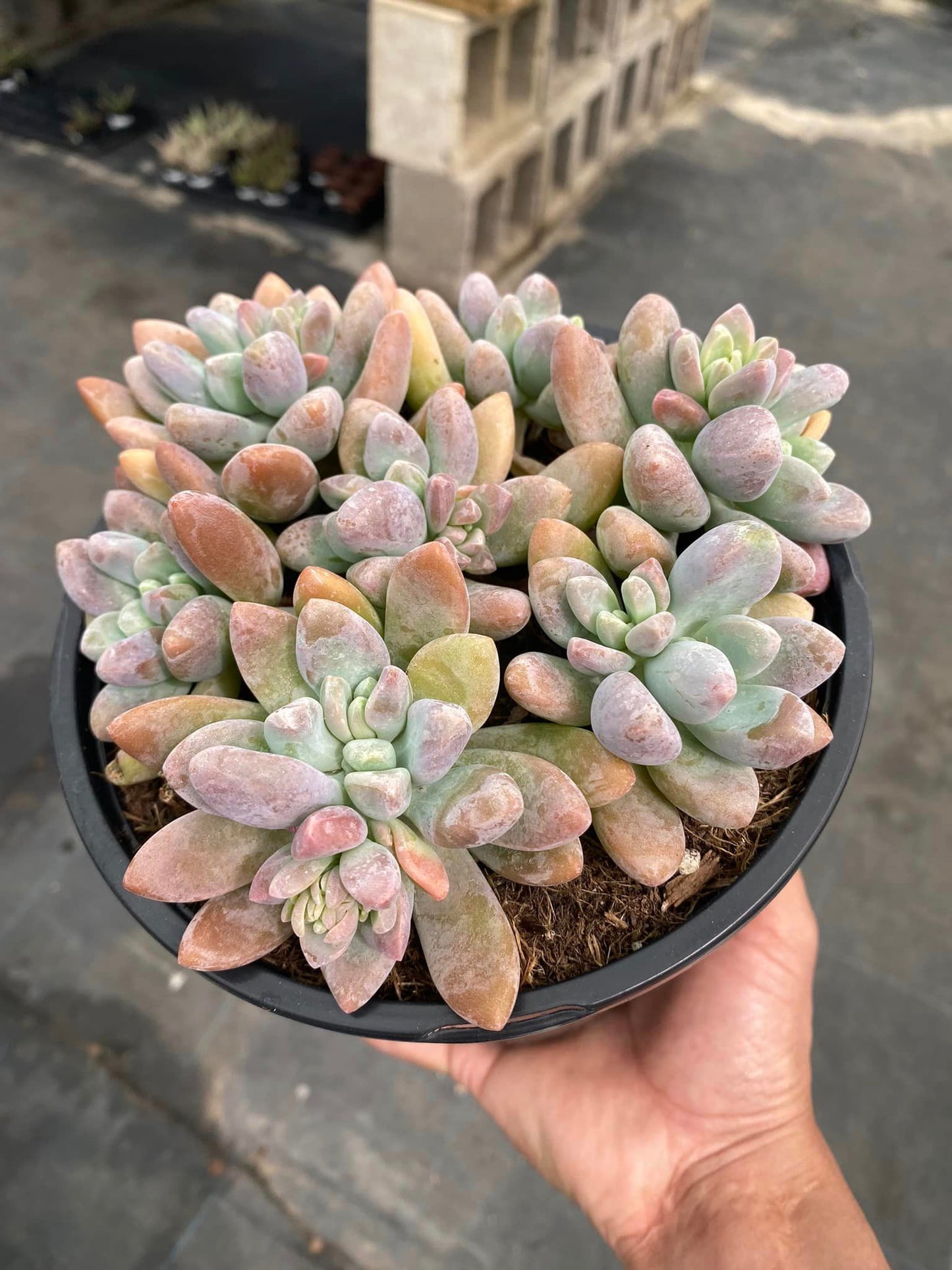 Graptosedum blue giant