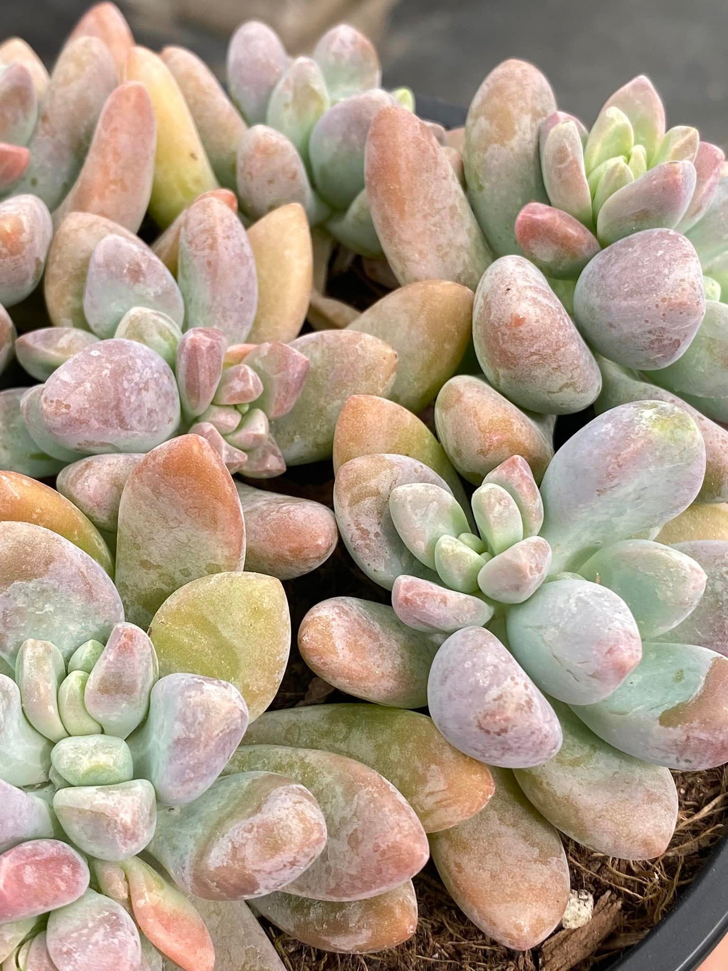 Graptosedum blue giant