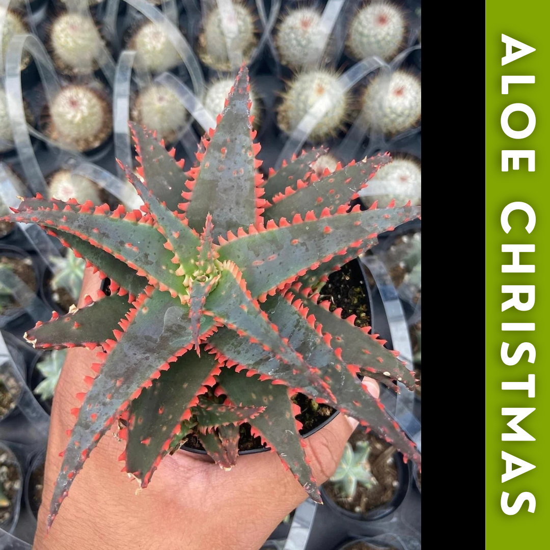 Charola de 12 Aloes Raros