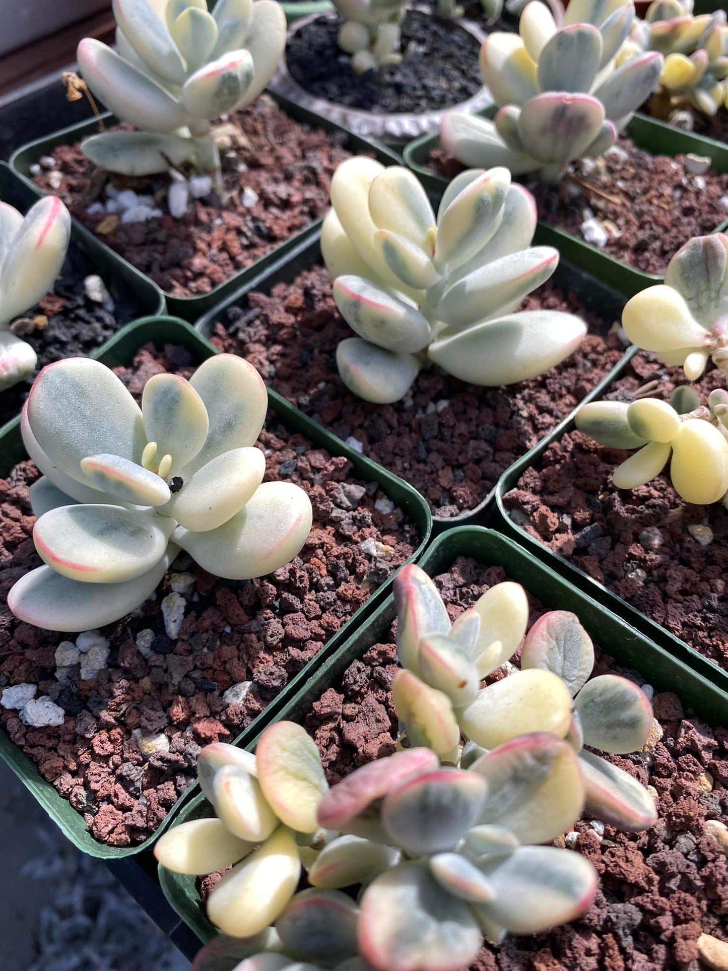 Cotyledon orbiculata ophylla variegated 4"