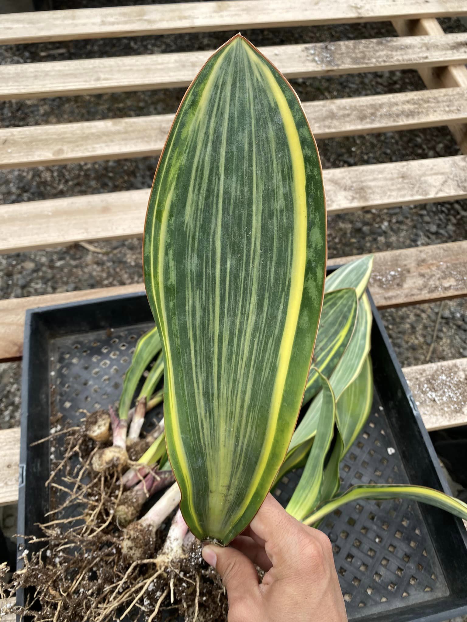 sansevieria aleta de ballena Sanseviera whale fin Variegada – TiaJuanas Plants México