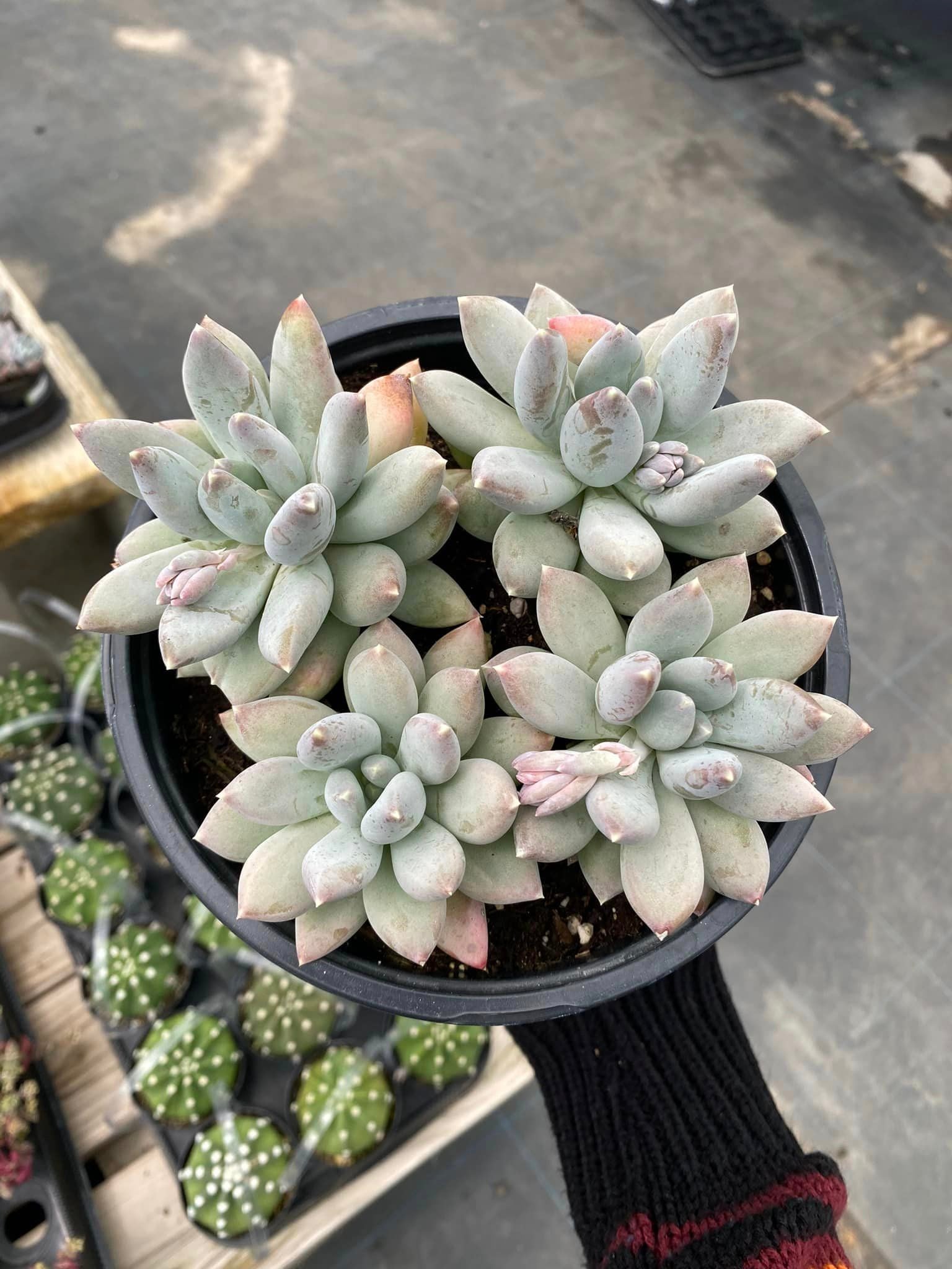 moon silver succulent Pachyphytum moonsilver – TiaJuanas Plants México