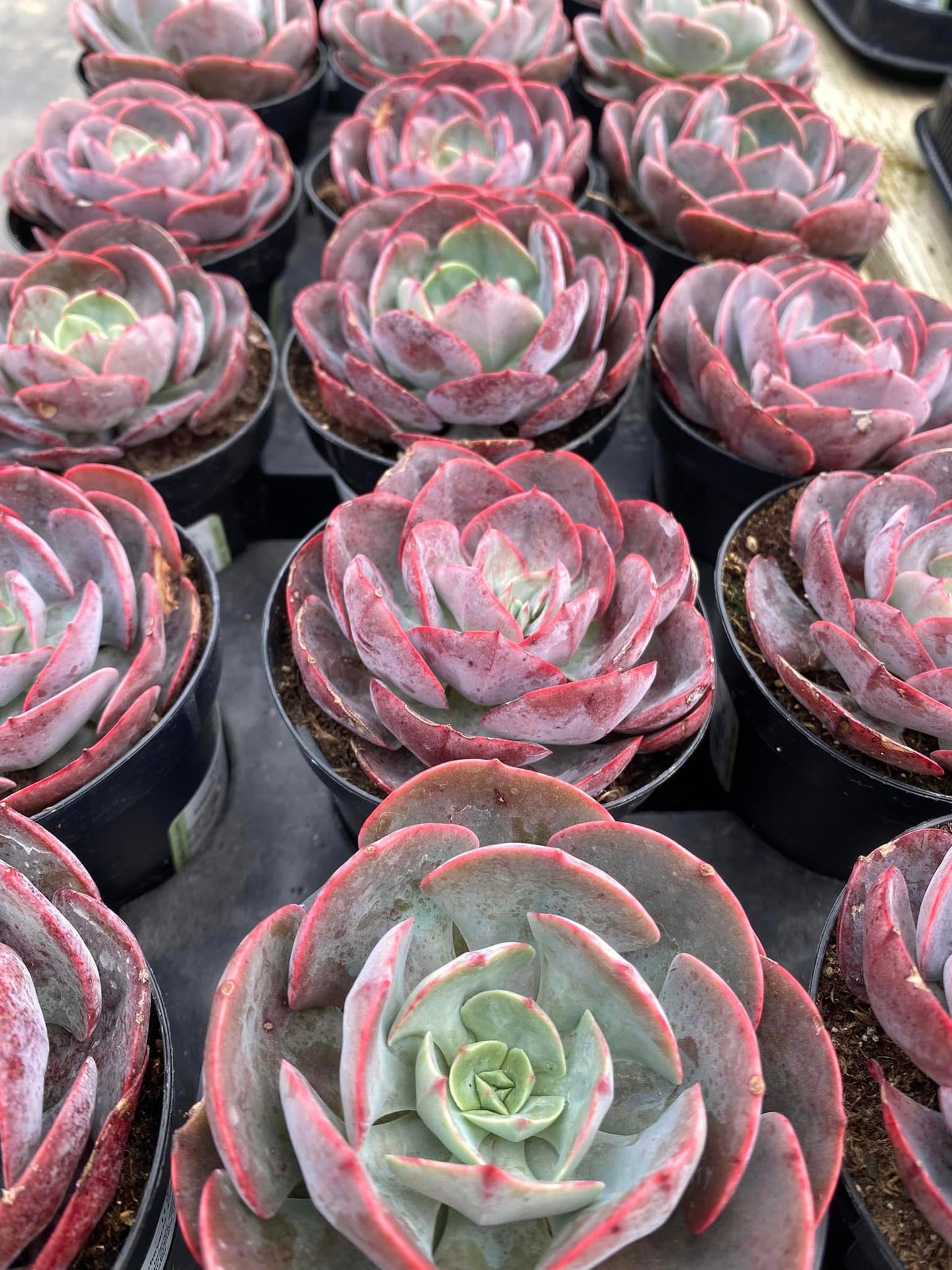 Echeveria Persia