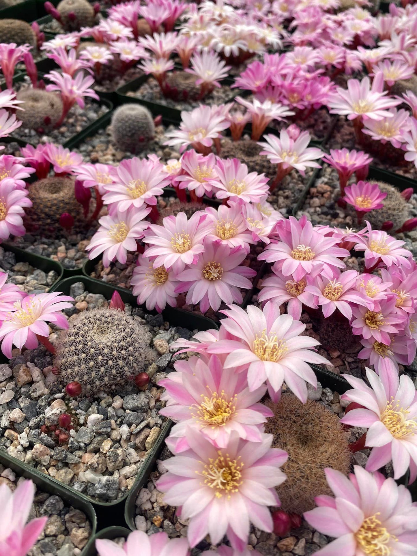 Rebutia narvaecensis