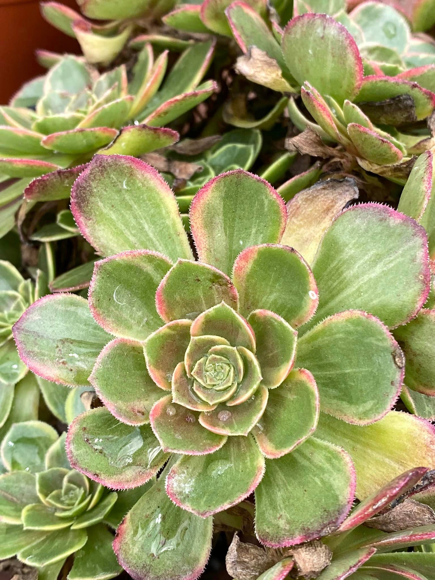 Aeonium halloween variegado cluster jumbo