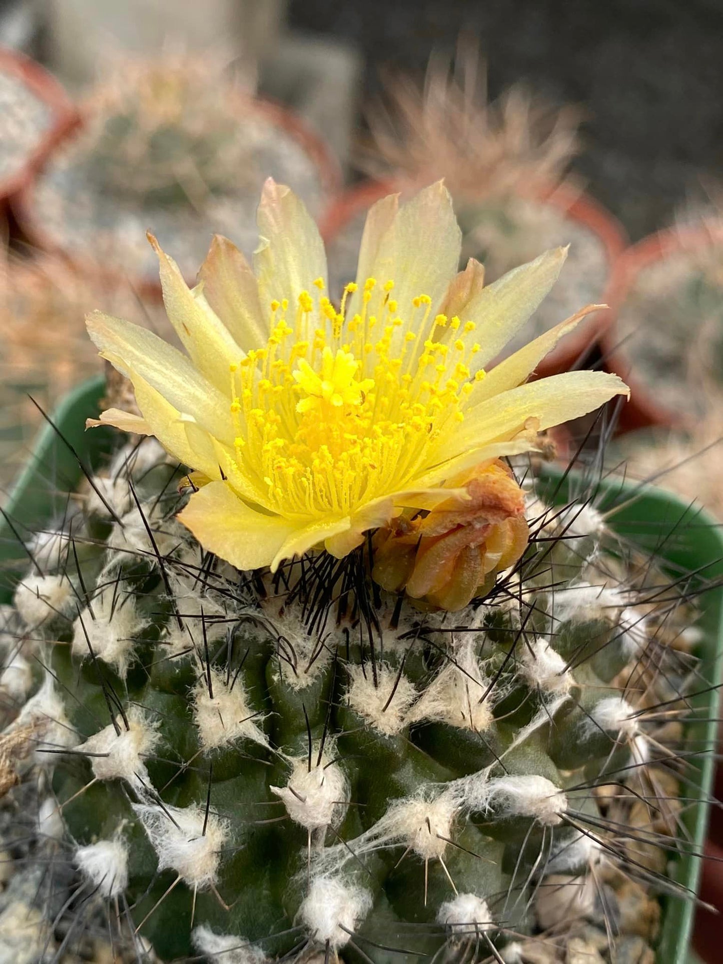 Copiapoa paposoensis