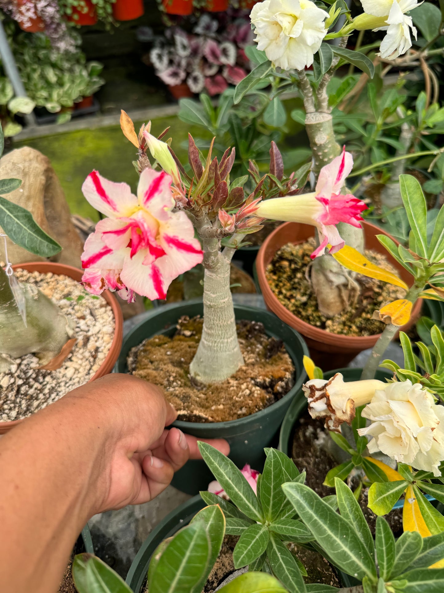 Adenium Arabicum