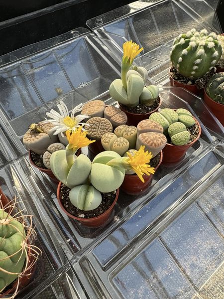 Mini invernadero six (cactus o africanas)