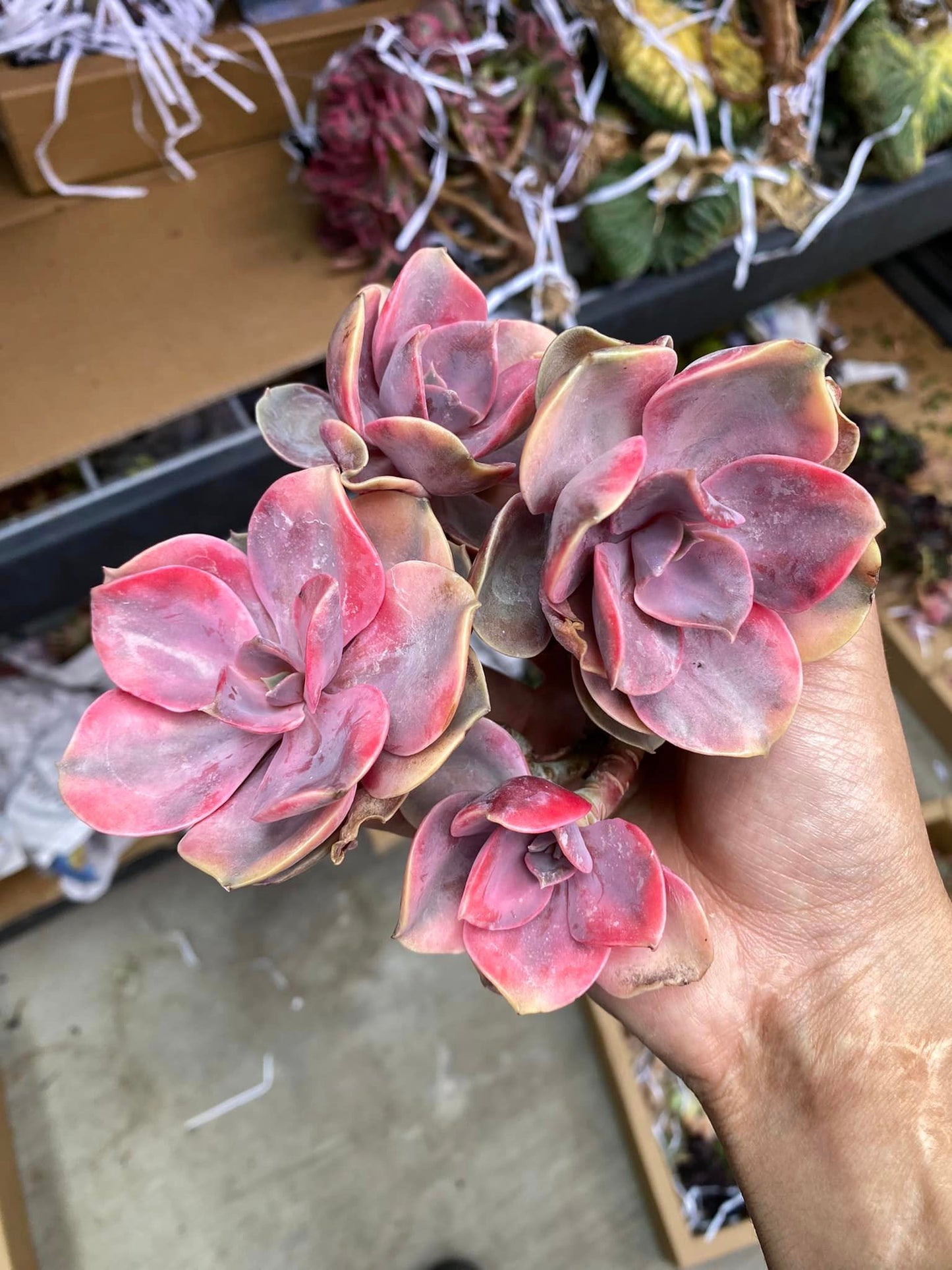 Echeveria rainbow cluster