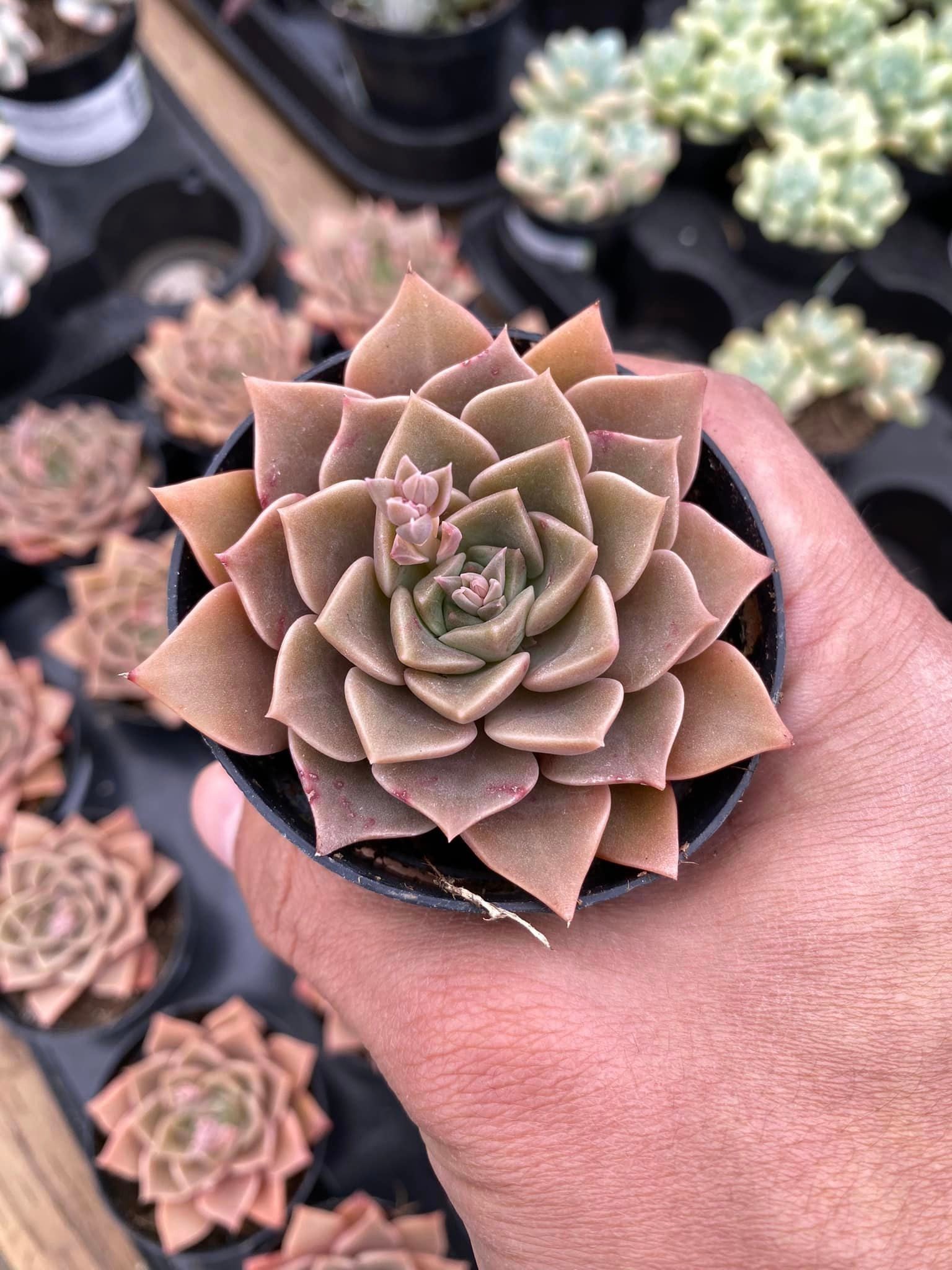 taciveria tasha succulent care Taciveria Tasha – TiaJuanas Plants México