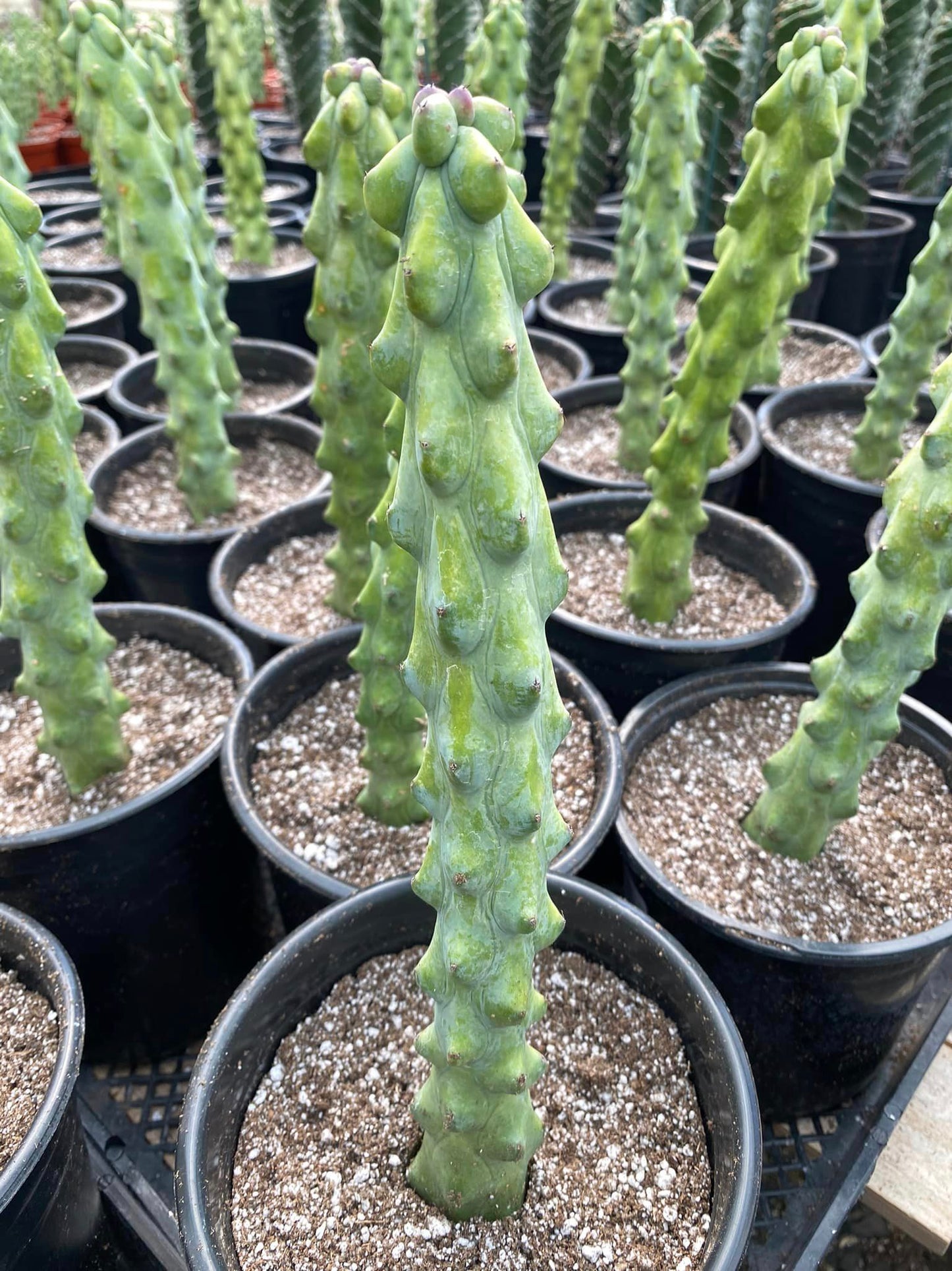 Boobies cactus jumbo