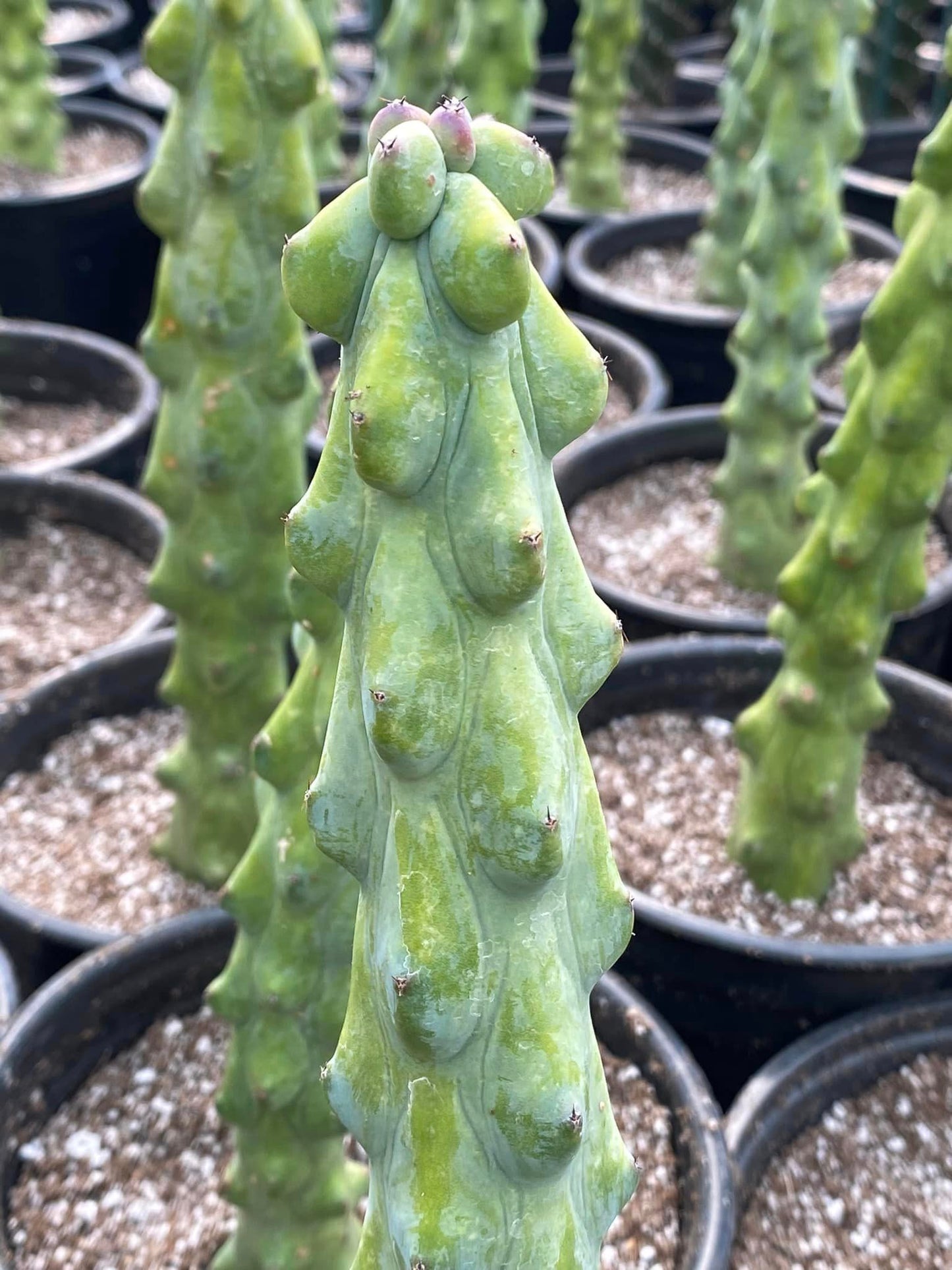Boobies cactus jumbo