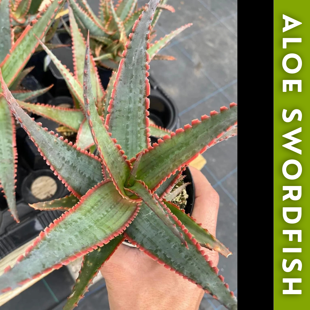 Charola de 12 Aloes Raros