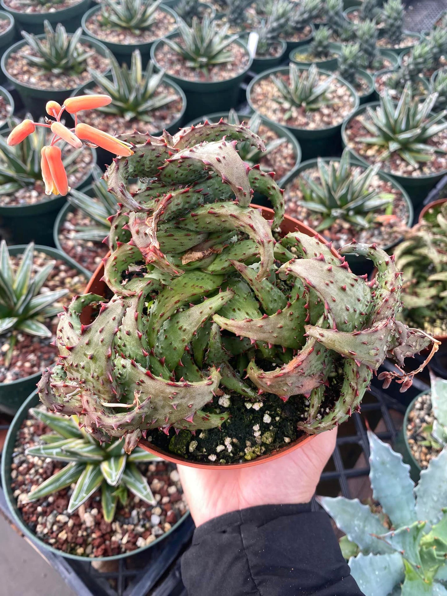 Aloe Castillonae 6"