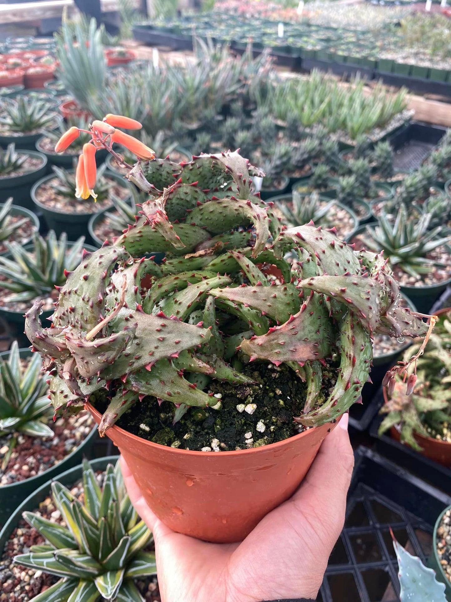 Aloe Castillonae 6"