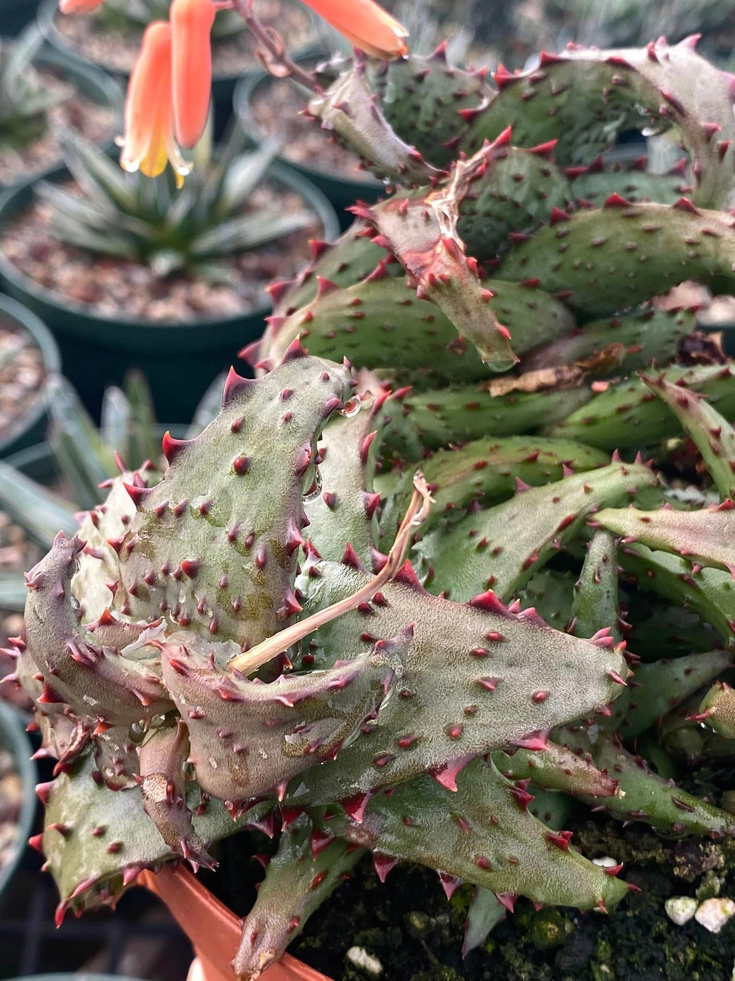 Aloe Castillonae 6"