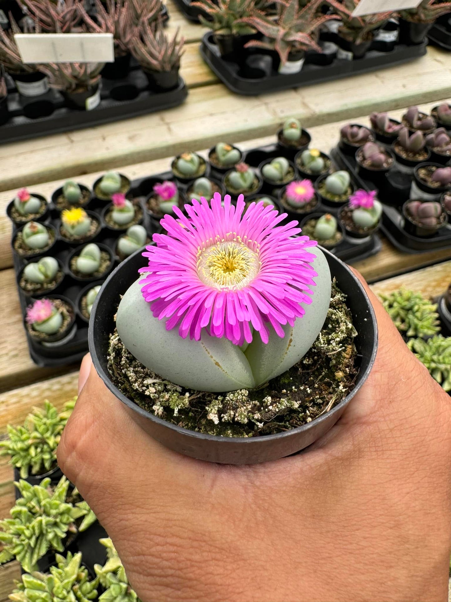 Argyroderma