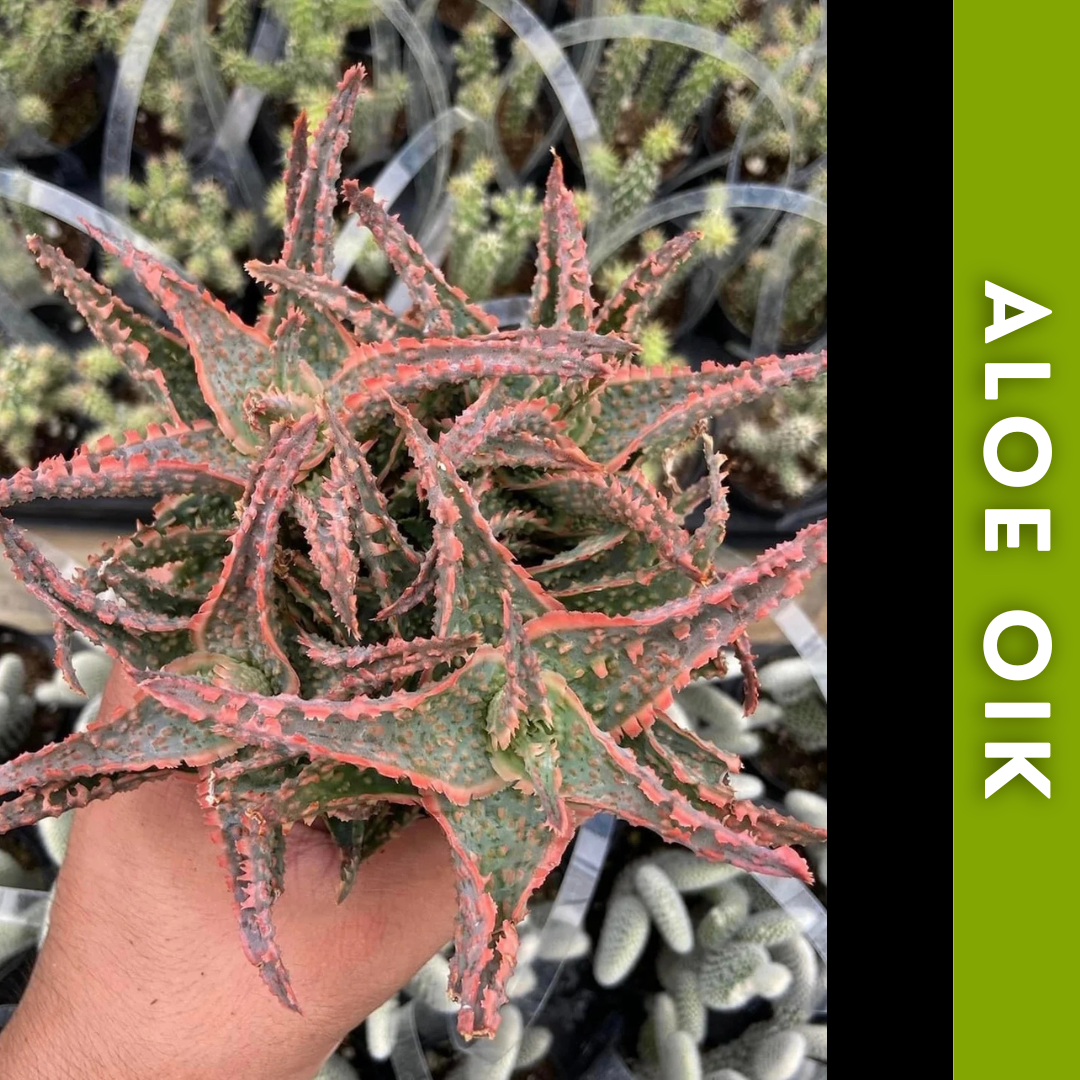 Charola de 12 Aloes Raros