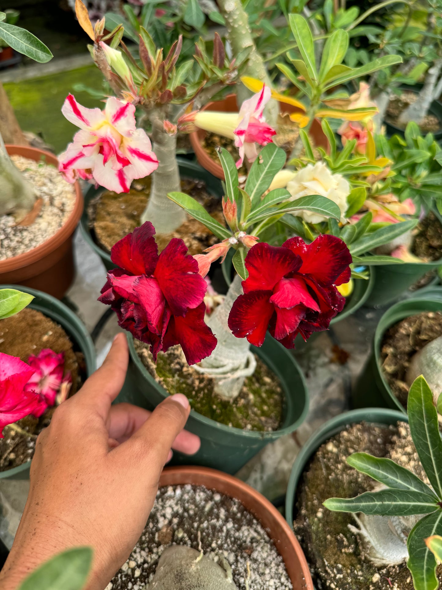 Adenium Arabicum