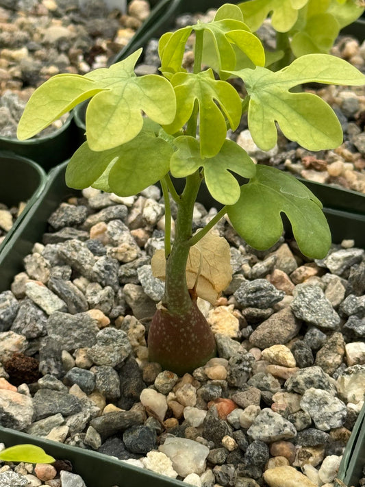 Adenia glauca (S)