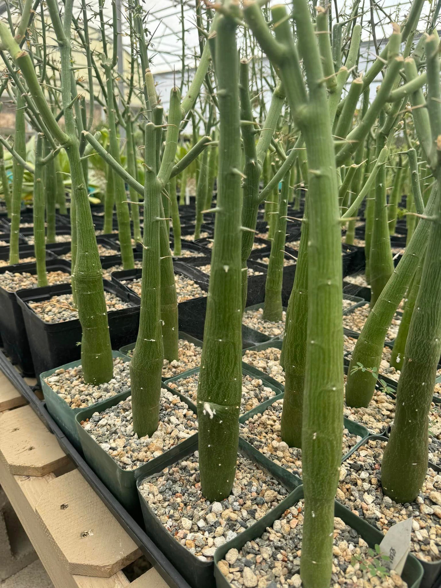 Adenia globosa x venenata