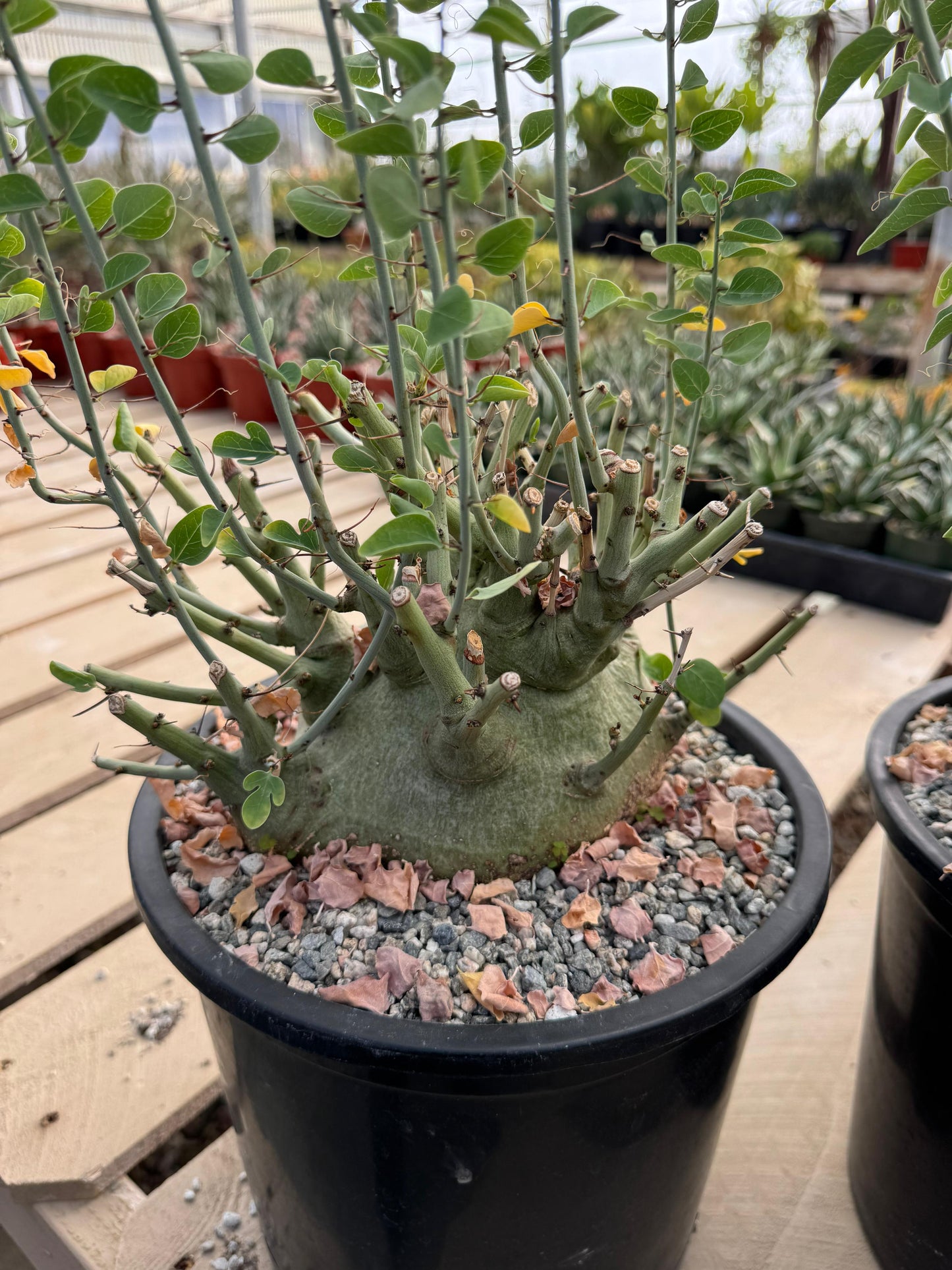 Adenia spinosa