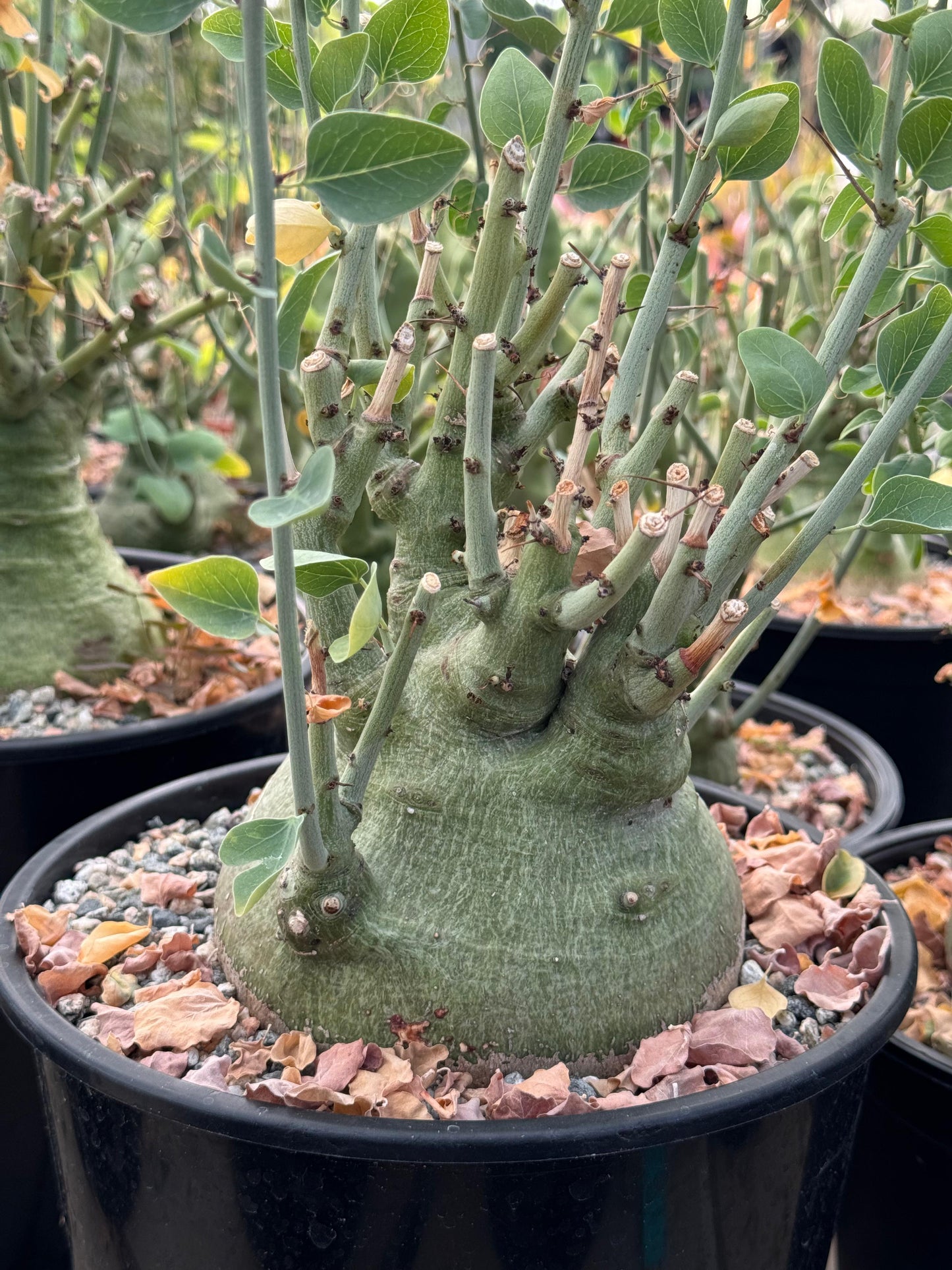 Adenia spinosa