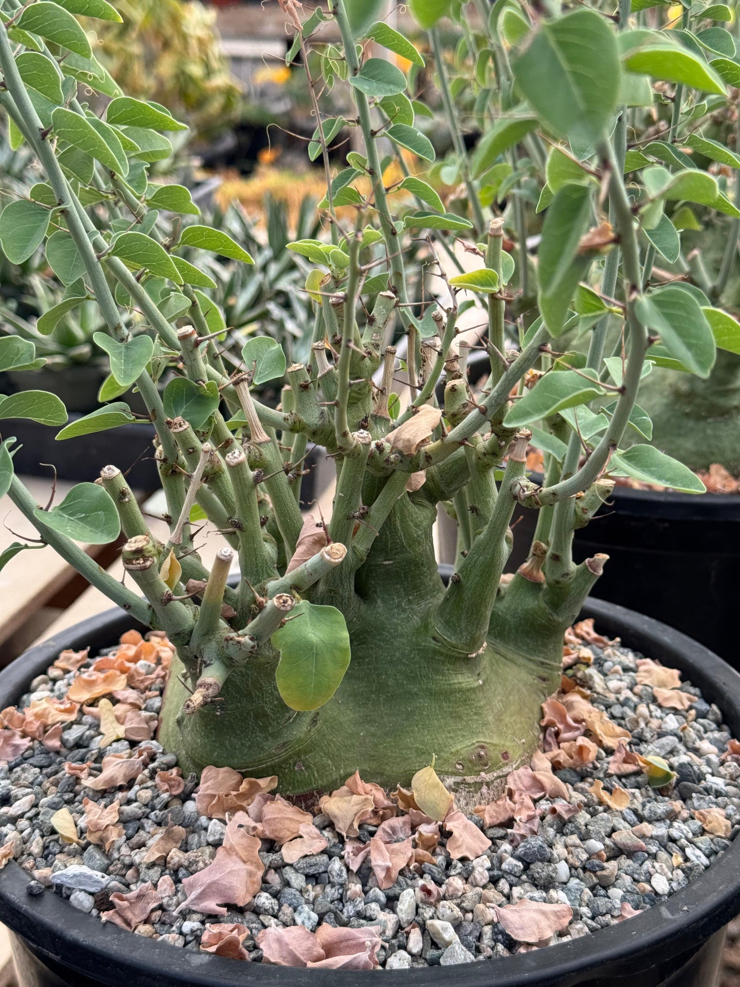 Adenia spinosa