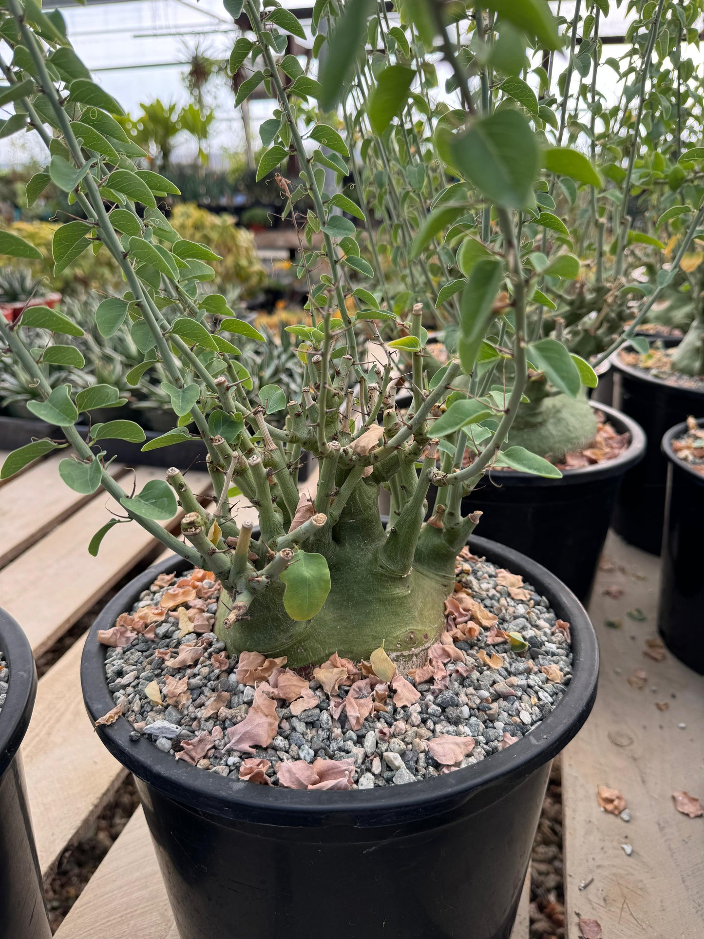 Adenia spinosa