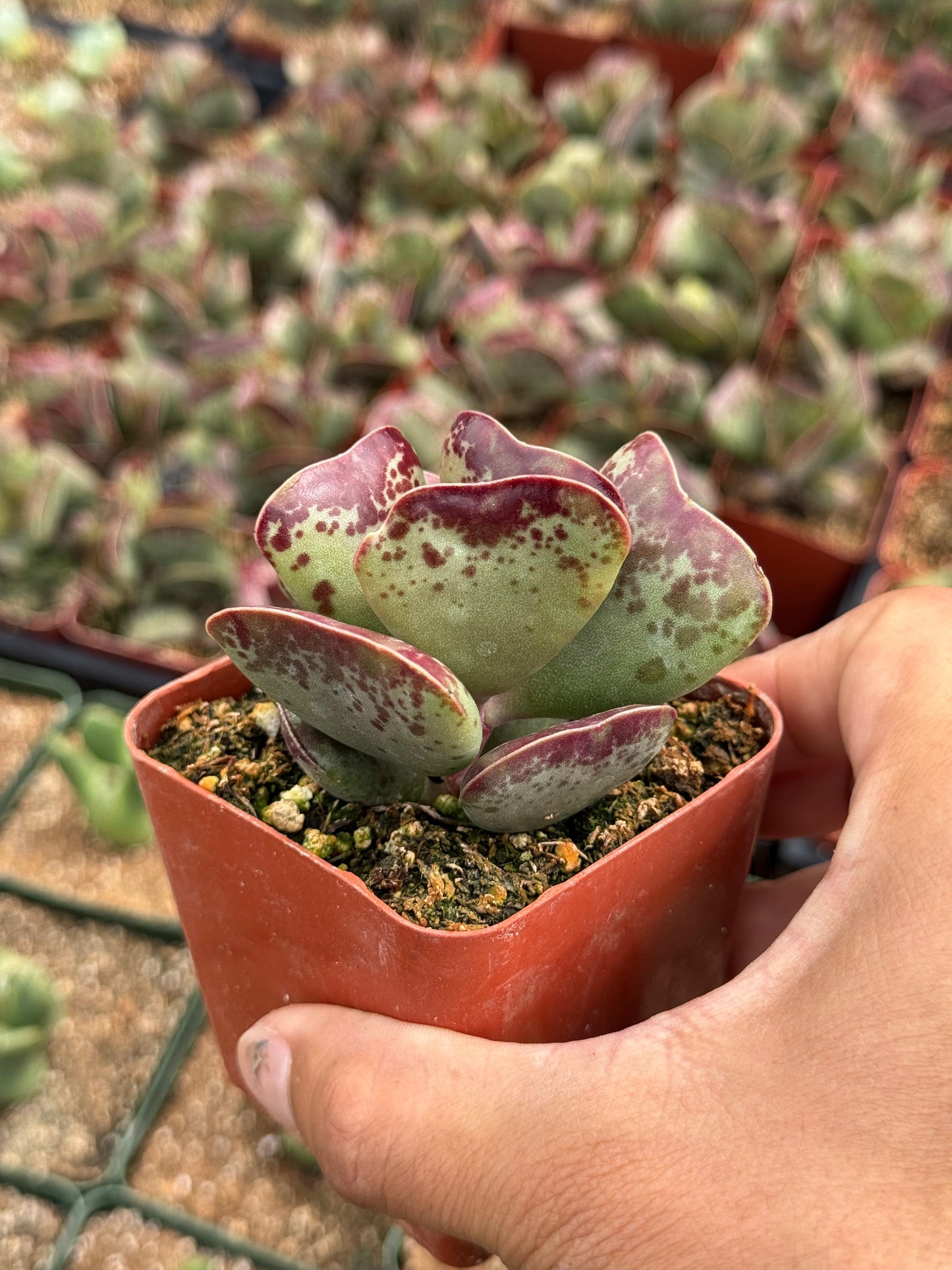 Adrosmichus Calico Hearts