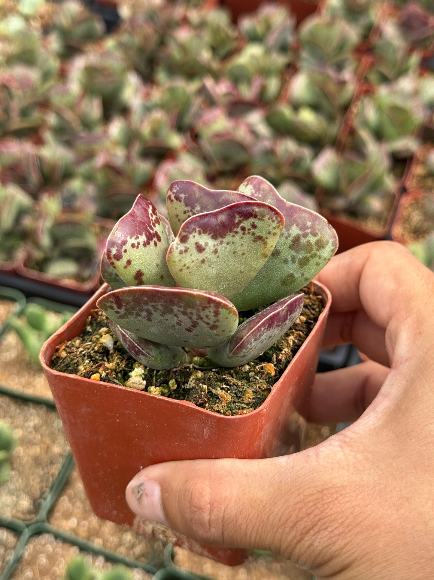 Adrosmichus Calico Hearts
